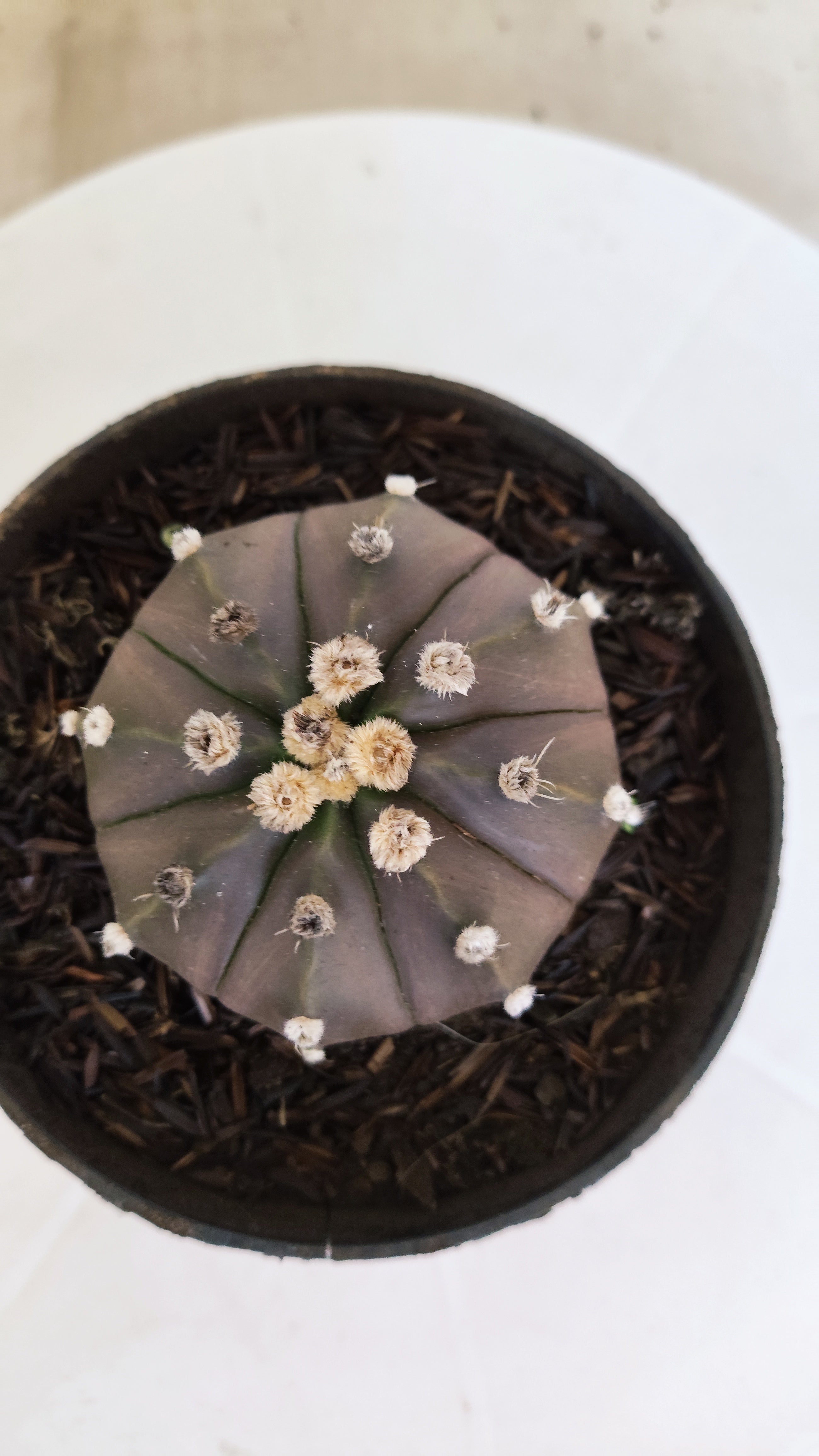 ASTROPHYTUM ASTERIAS “Purple”  Nº 1213 – vaso 11