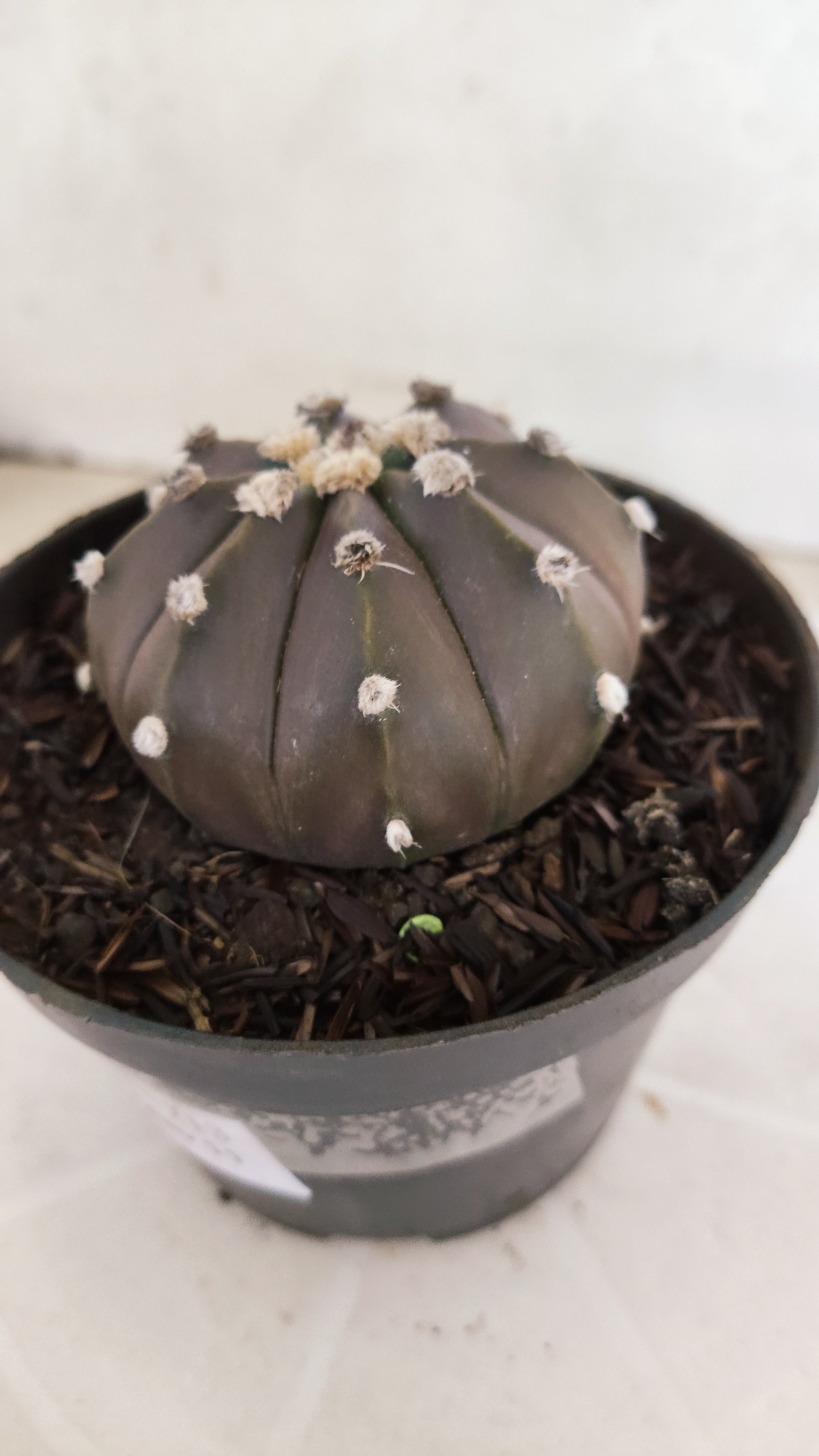 ASTROPHYTUM ASTERIAS “Purple”  Nº 1213 – vaso 11