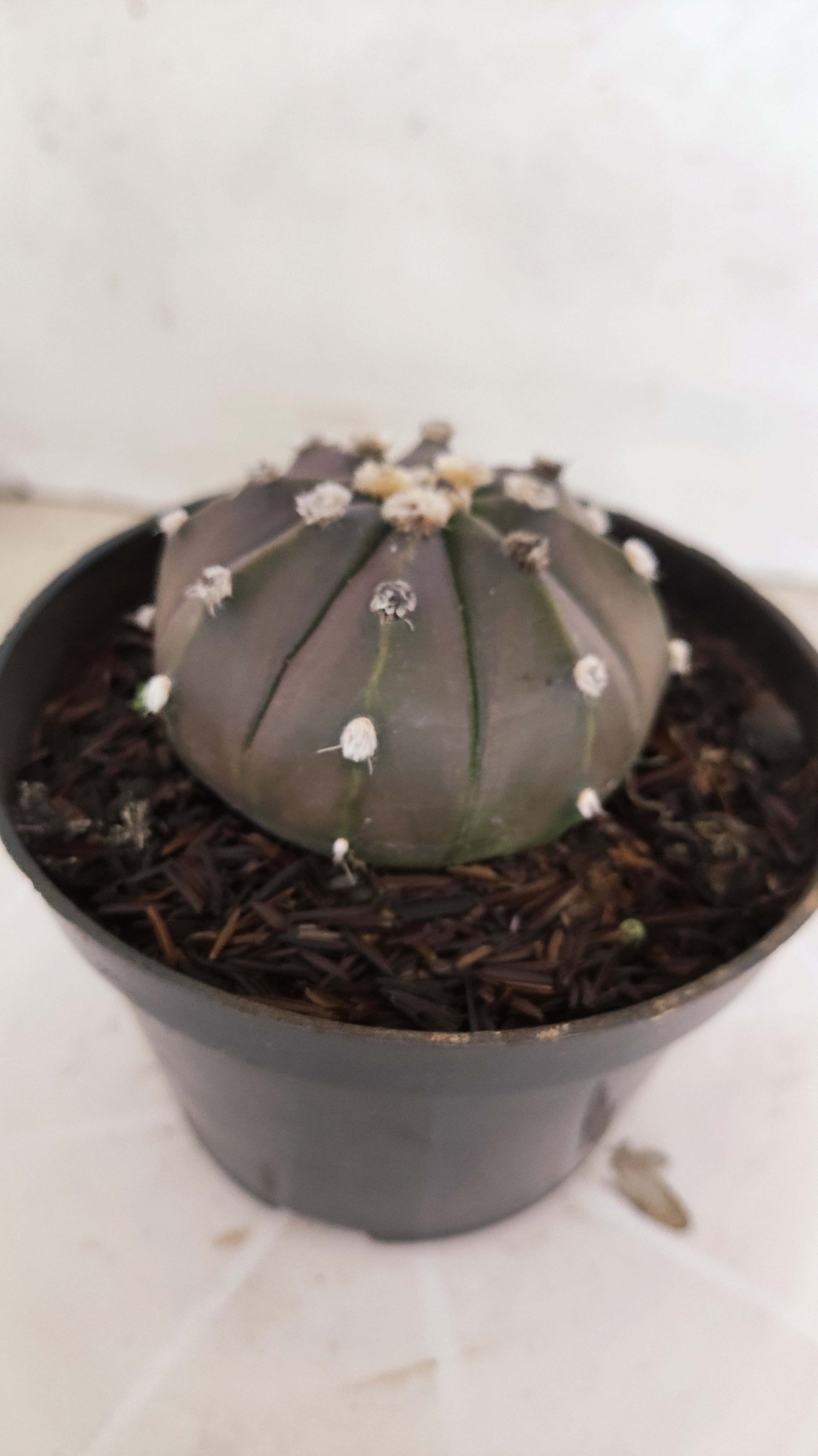 ASTROPHYTUM ASTERIAS “Purple”  Nº 1213 – vaso 11
