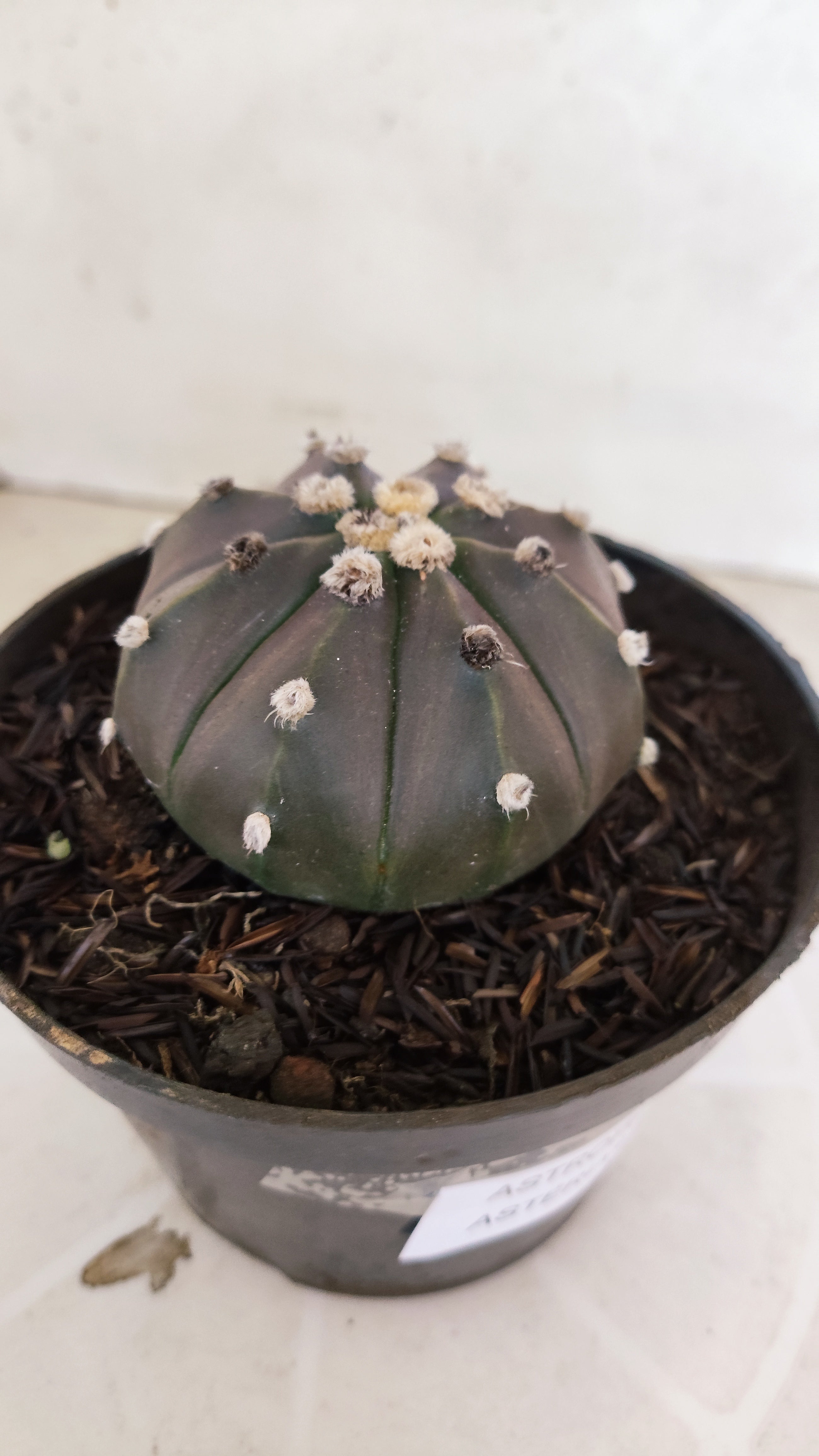 ASTROPHYTUM ASTERIAS “Purple”  Nº 1213 – vaso 11