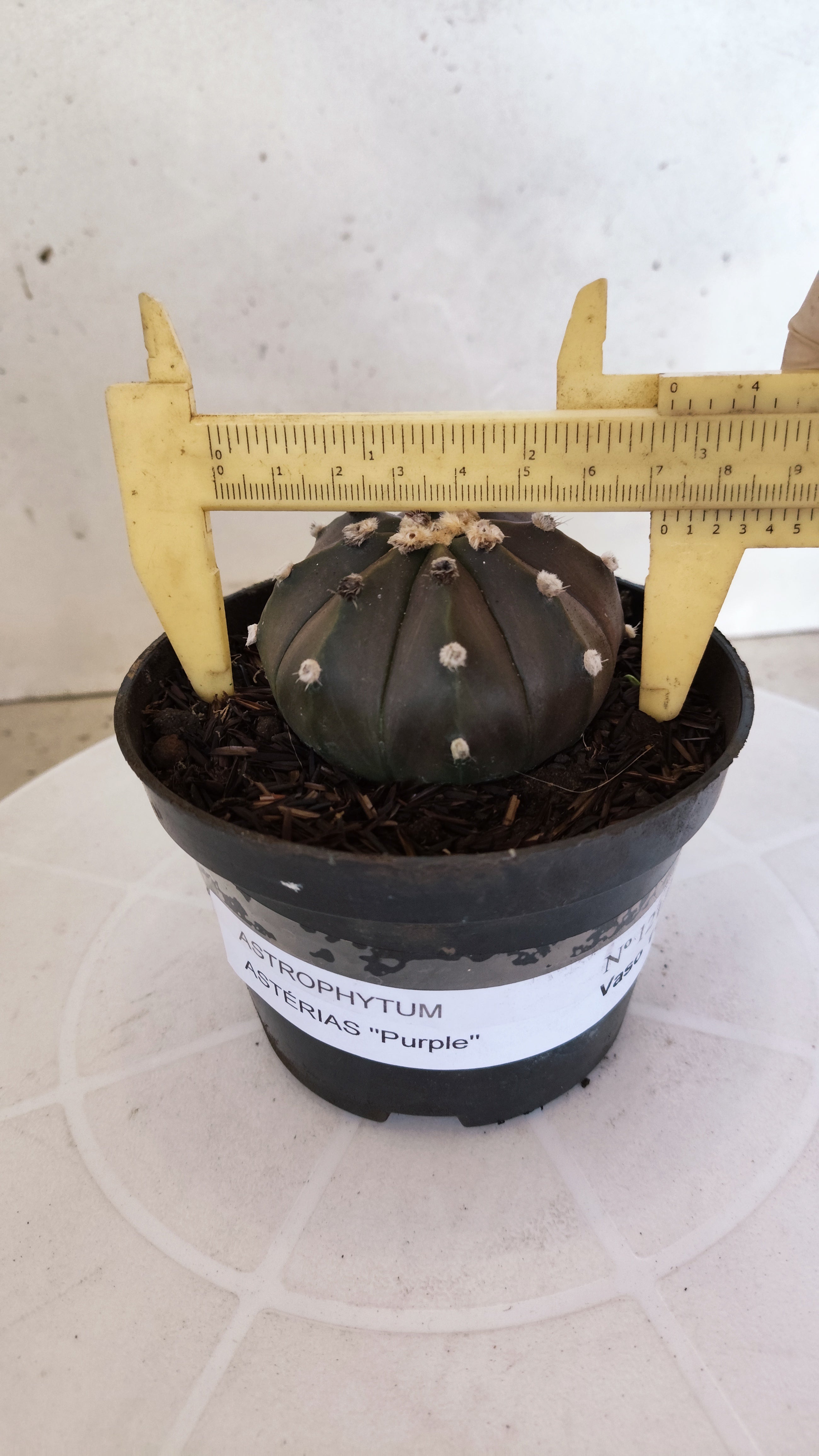 ASTROPHYTUM ASTERIAS “Purple”  Nº 1213 – vaso 11