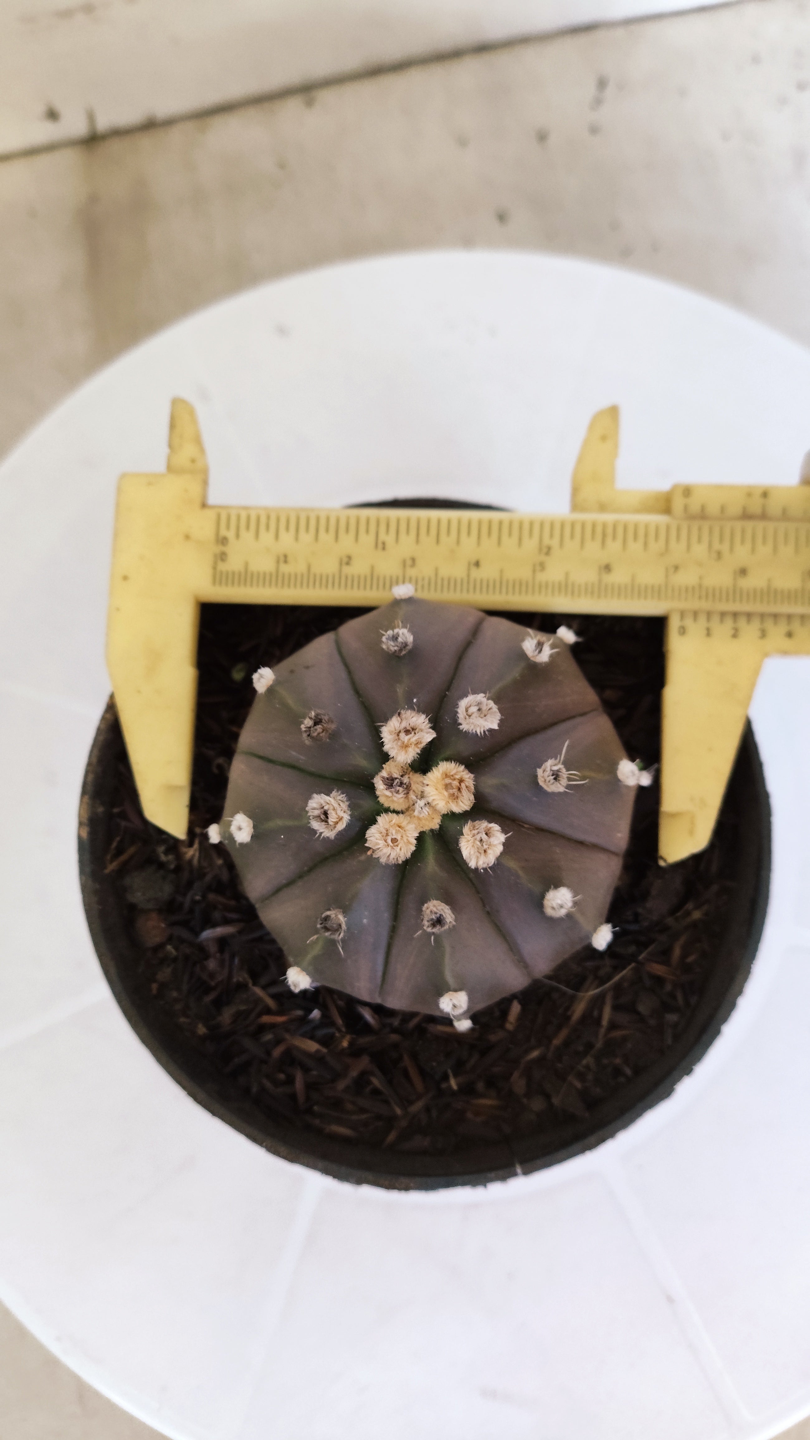 ASTROPHYTUM ASTERIAS “Purple”  Nº 1213 – vaso 11