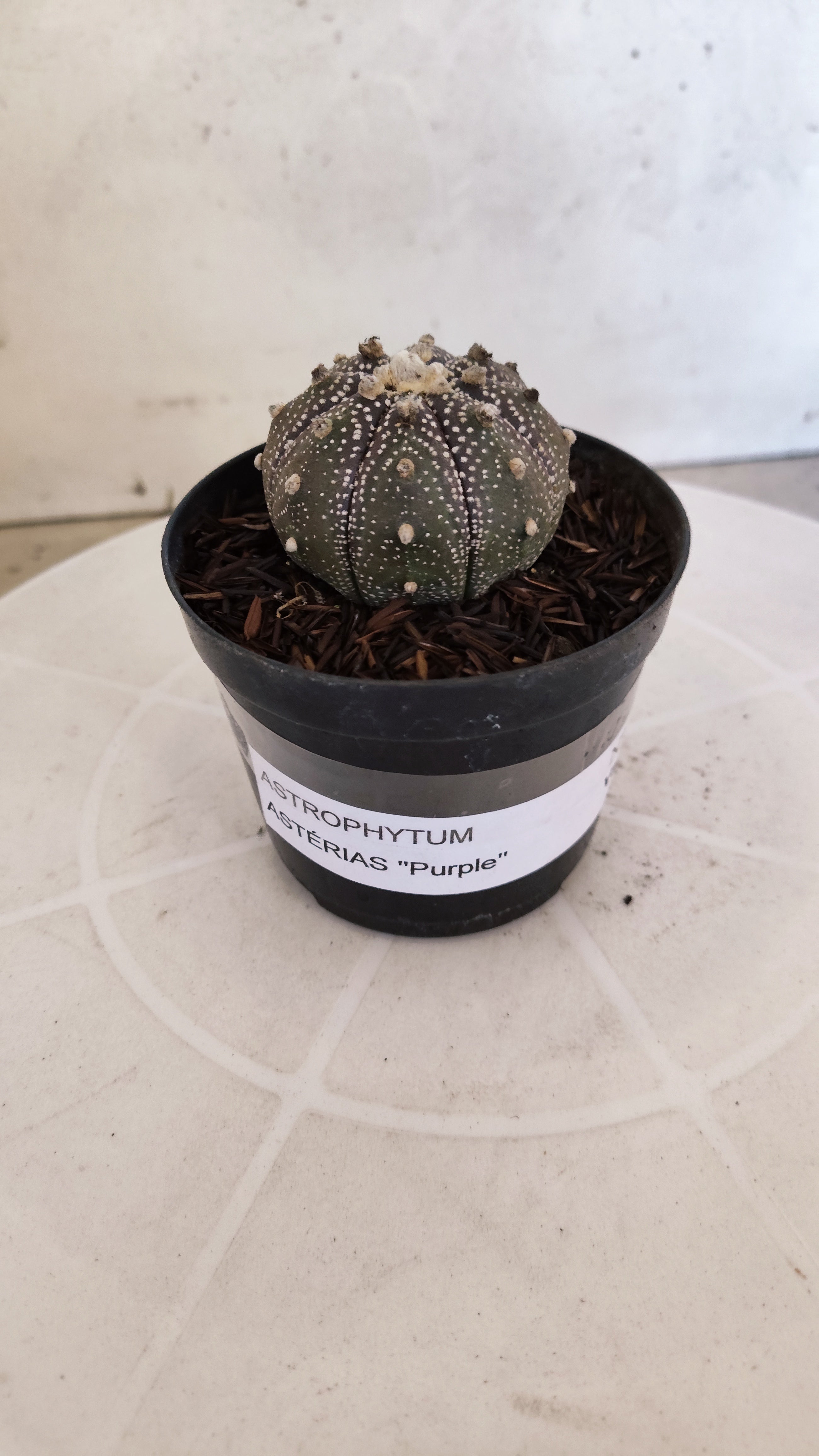 ASTROPHYTUM ASTERIAS “Purple”  Nº 1214 – vaso 09