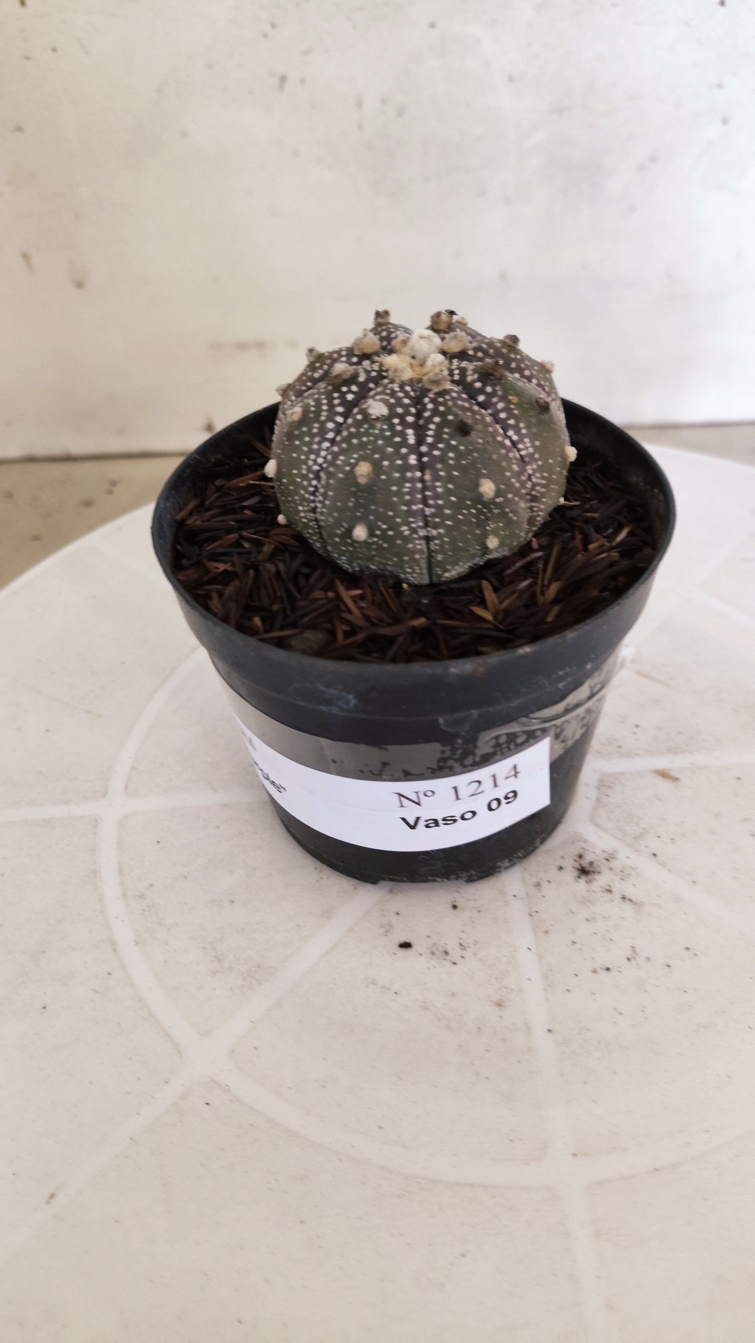 ASTROPHYTUM ASTERIAS “Purple”  Nº 1214 – vaso 09