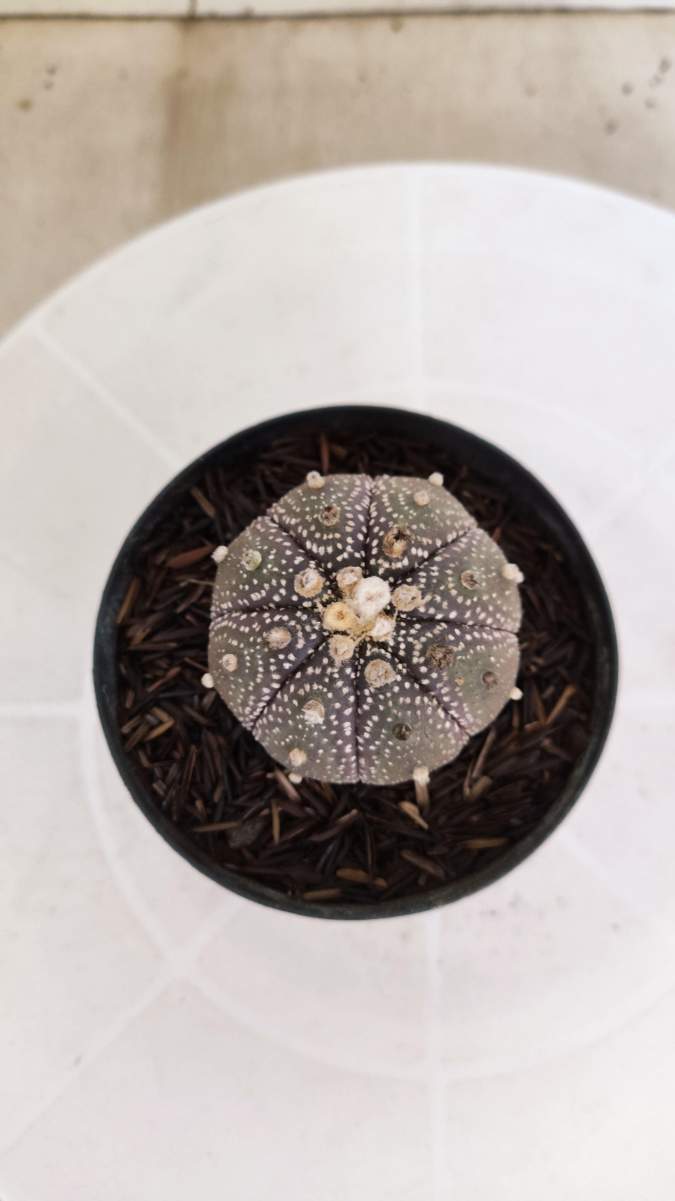 ASTROPHYTUM ASTERIAS “Purple”  Nº 1214 – vaso 09