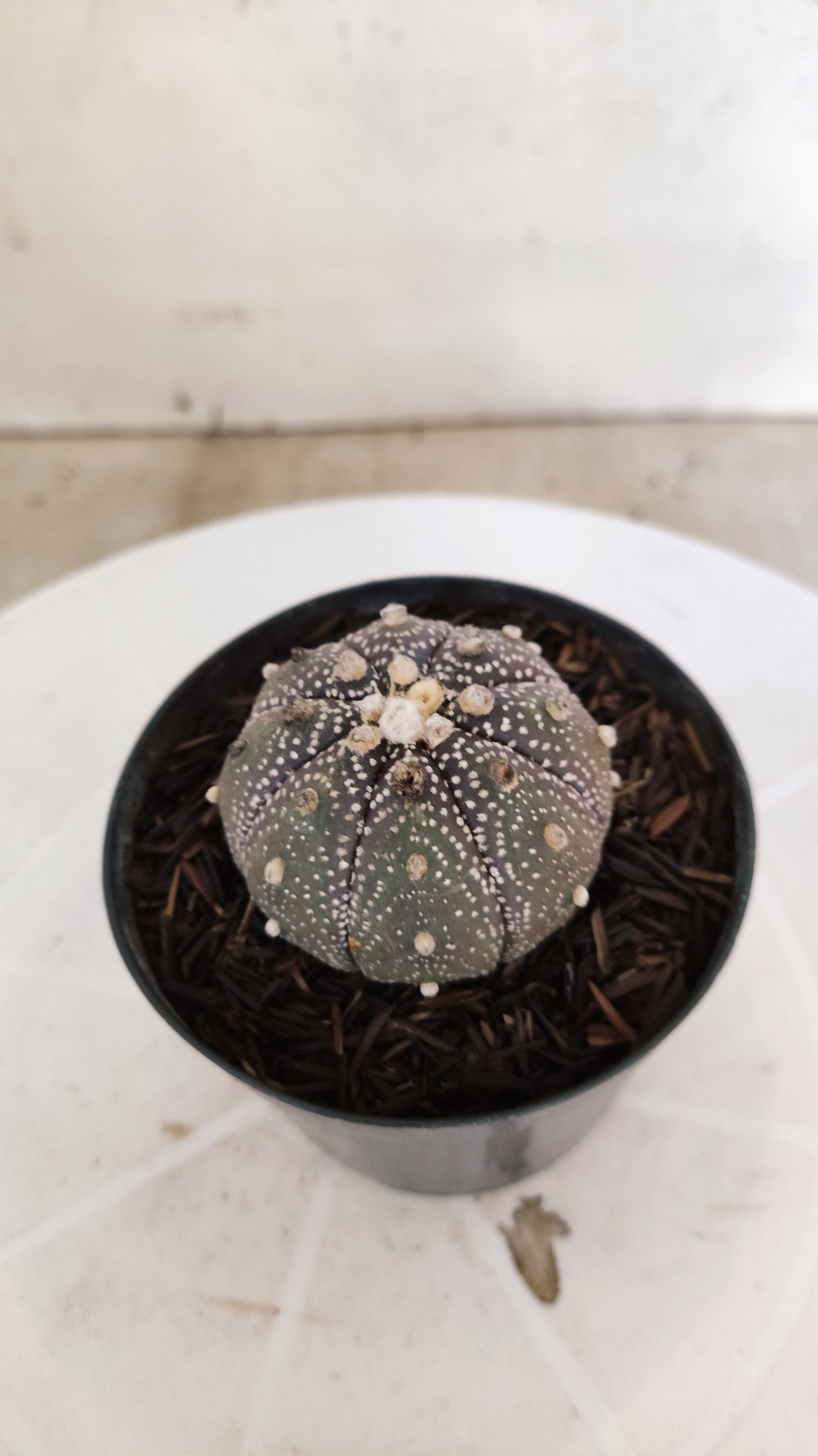 ASTROPHYTUM ASTERIAS “Purple”  Nº 1214 – vaso 09