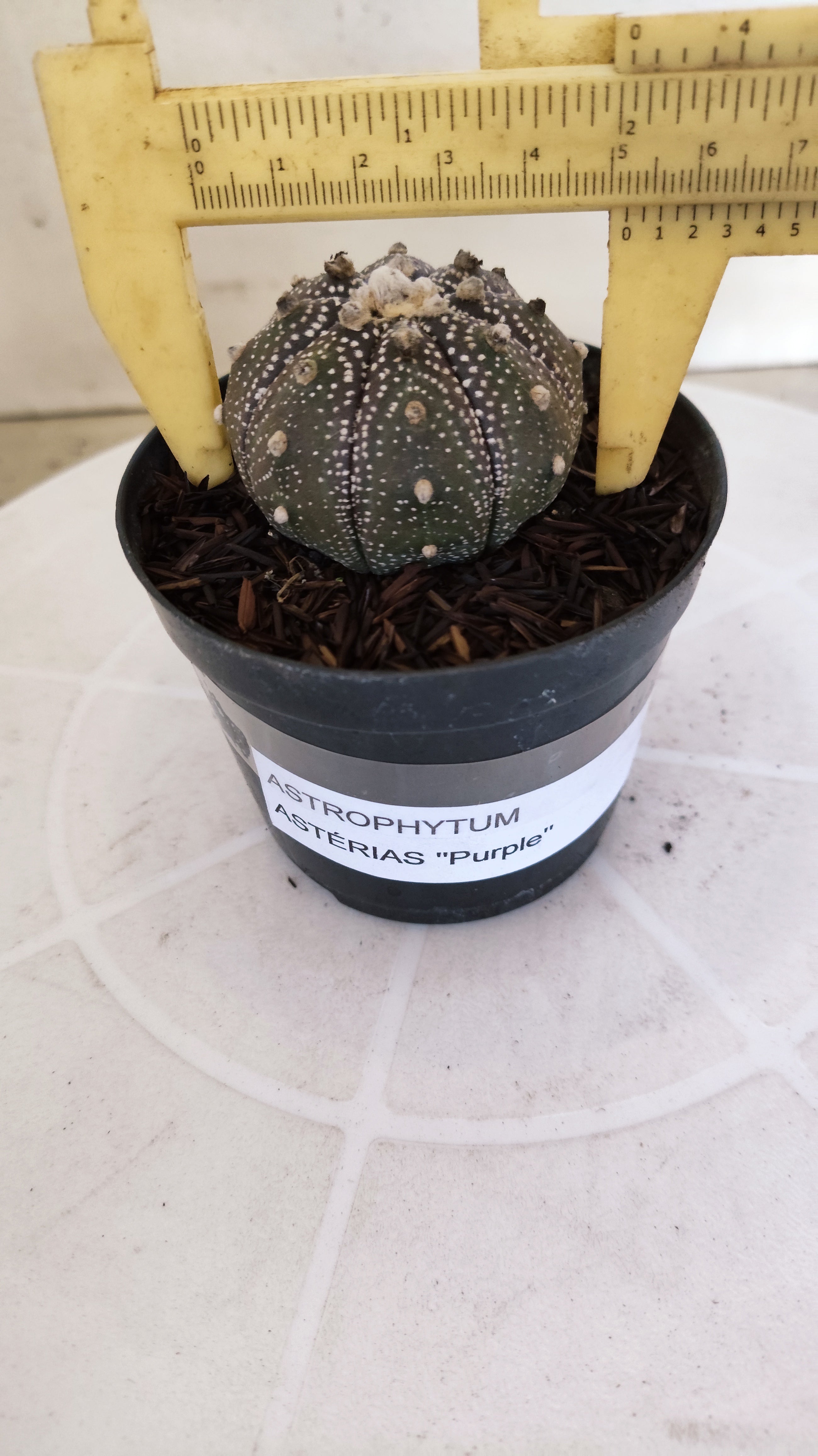 ASTROPHYTUM ASTERIAS “Purple”  Nº 1214 – vaso 09