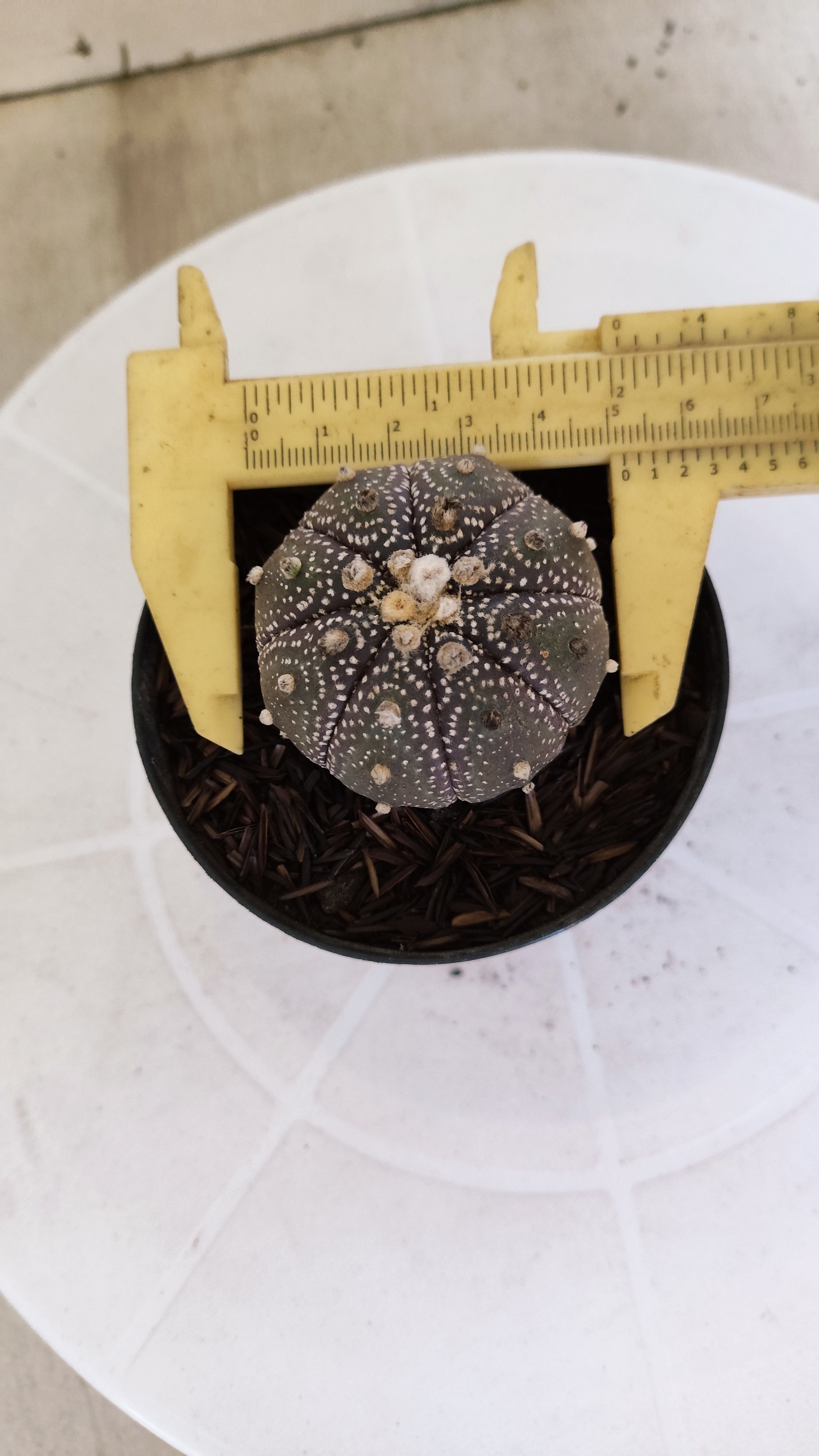 ASTROPHYTUM ASTERIAS “Purple”  Nº 1214 – vaso 09