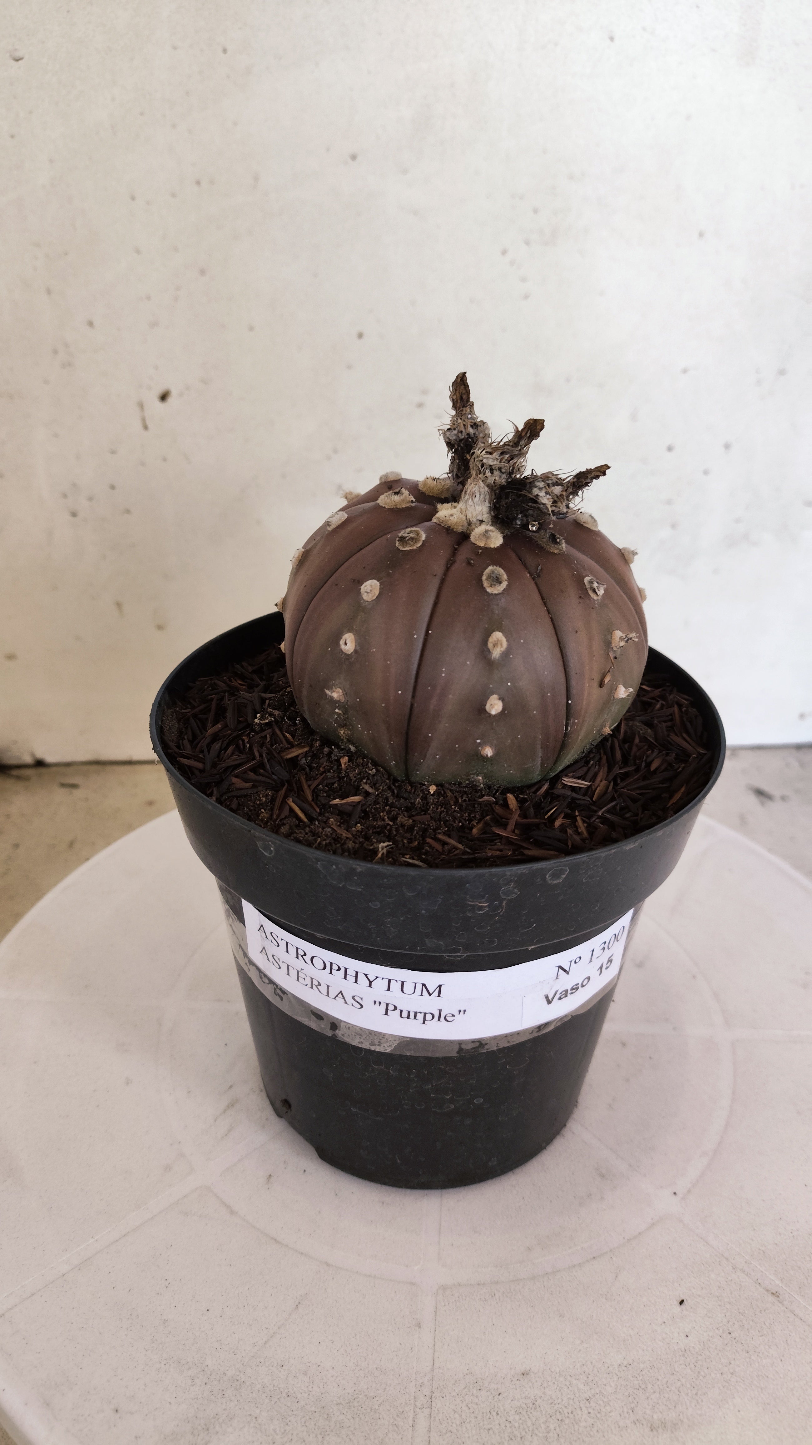 ASTROPHYTUM ASTERIAS “Purple”  Nº 1300 – vaso 15