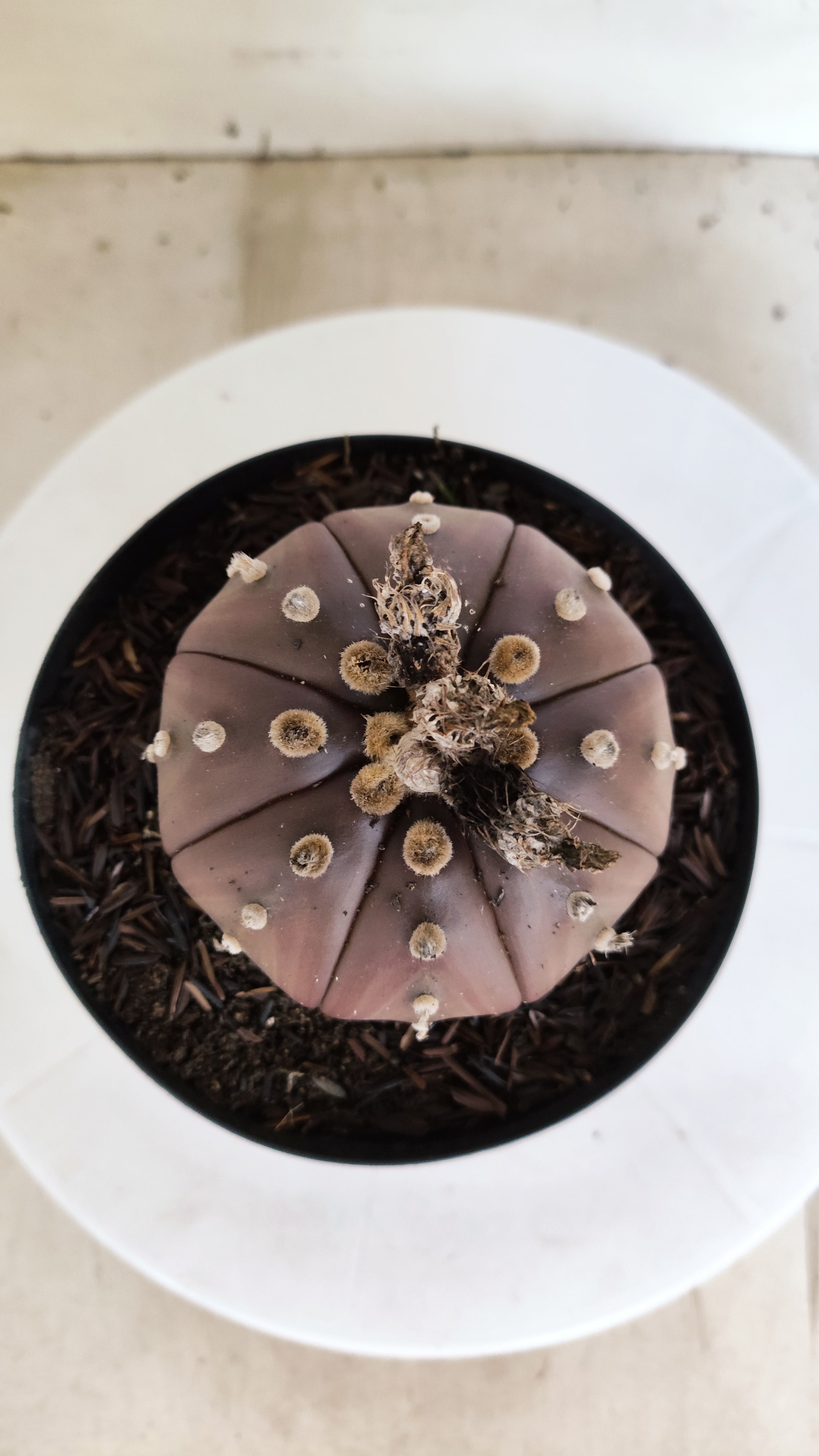 ASTROPHYTUM ASTERIAS “Purple”  Nº 1300 – vaso 15