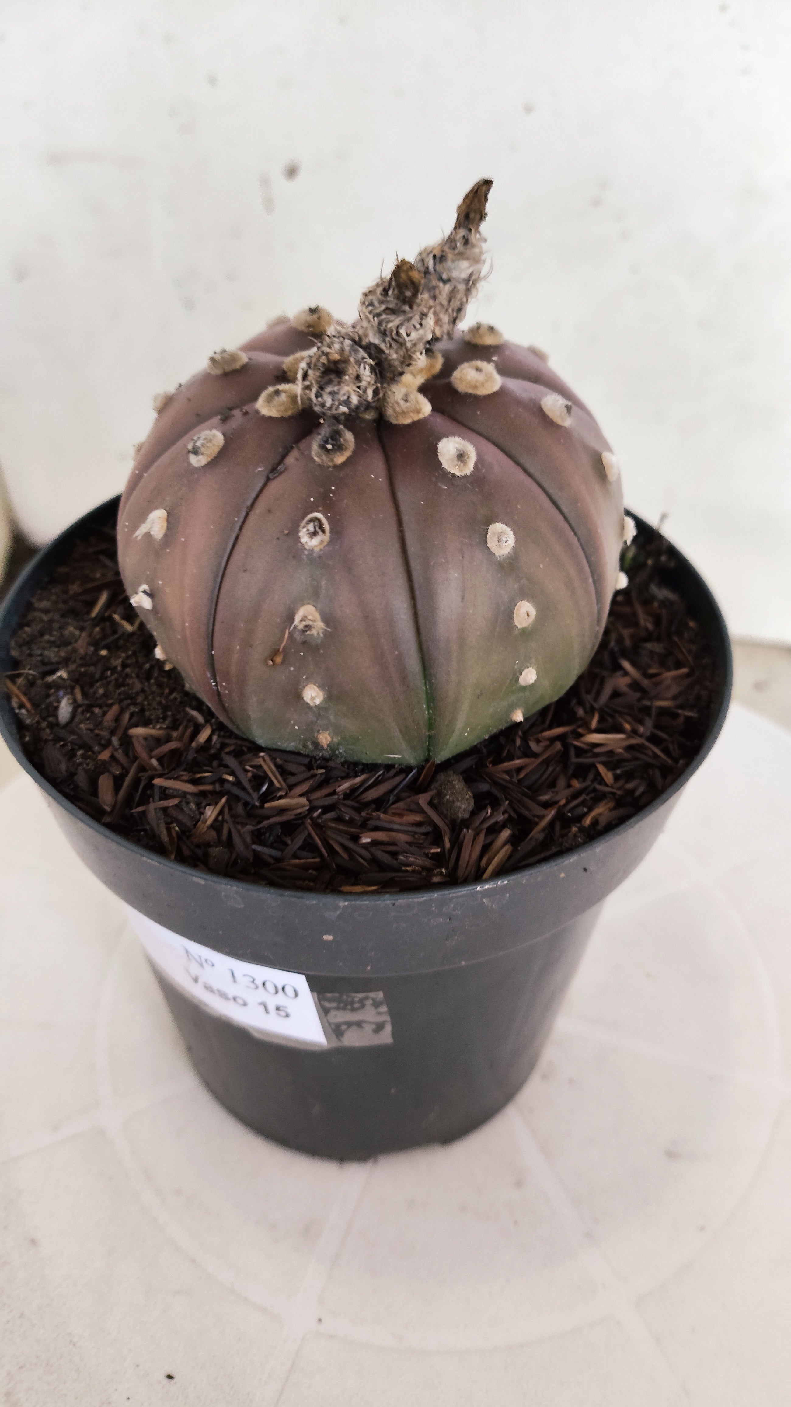ASTROPHYTUM ASTERIAS “Purple”  Nº 1300 – vaso 15