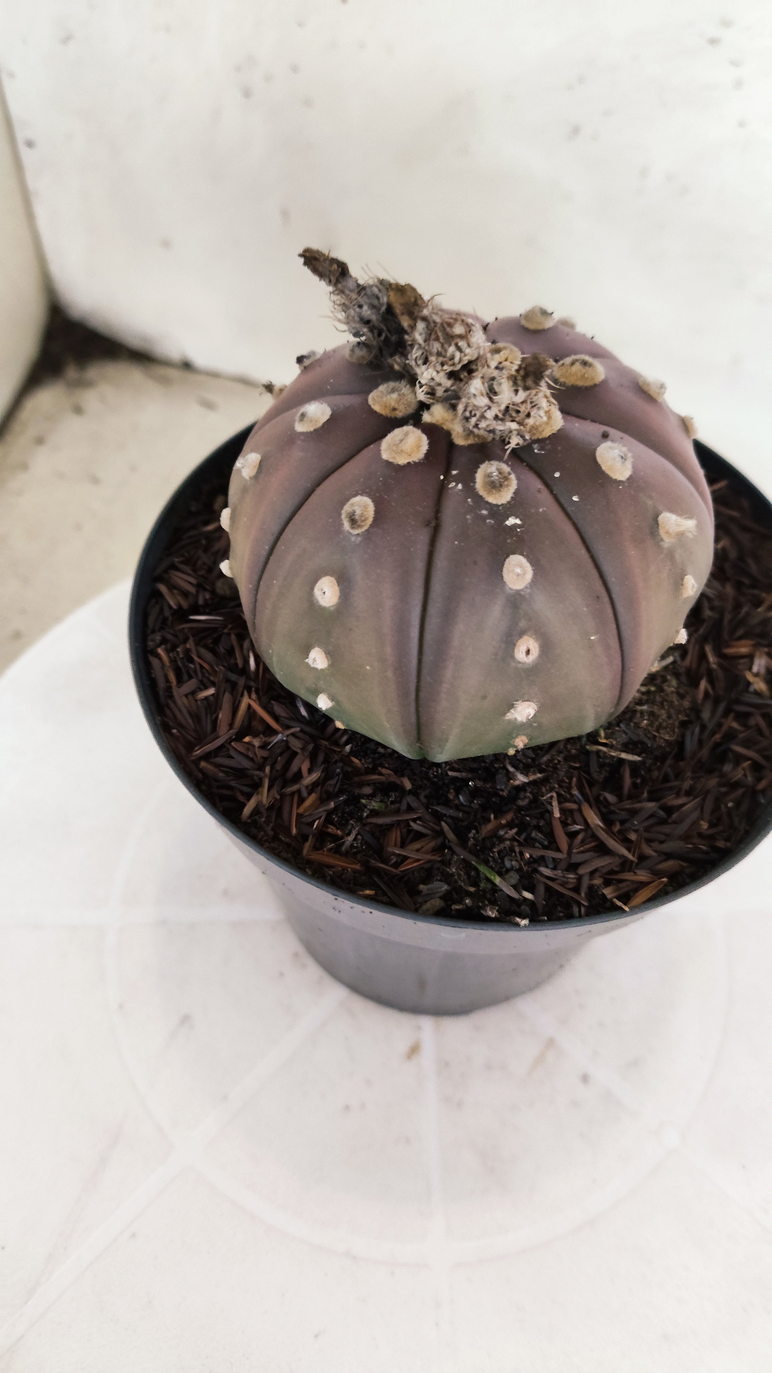 ASTROPHYTUM ASTERIAS “Purple”  Nº 1300 – vaso 15