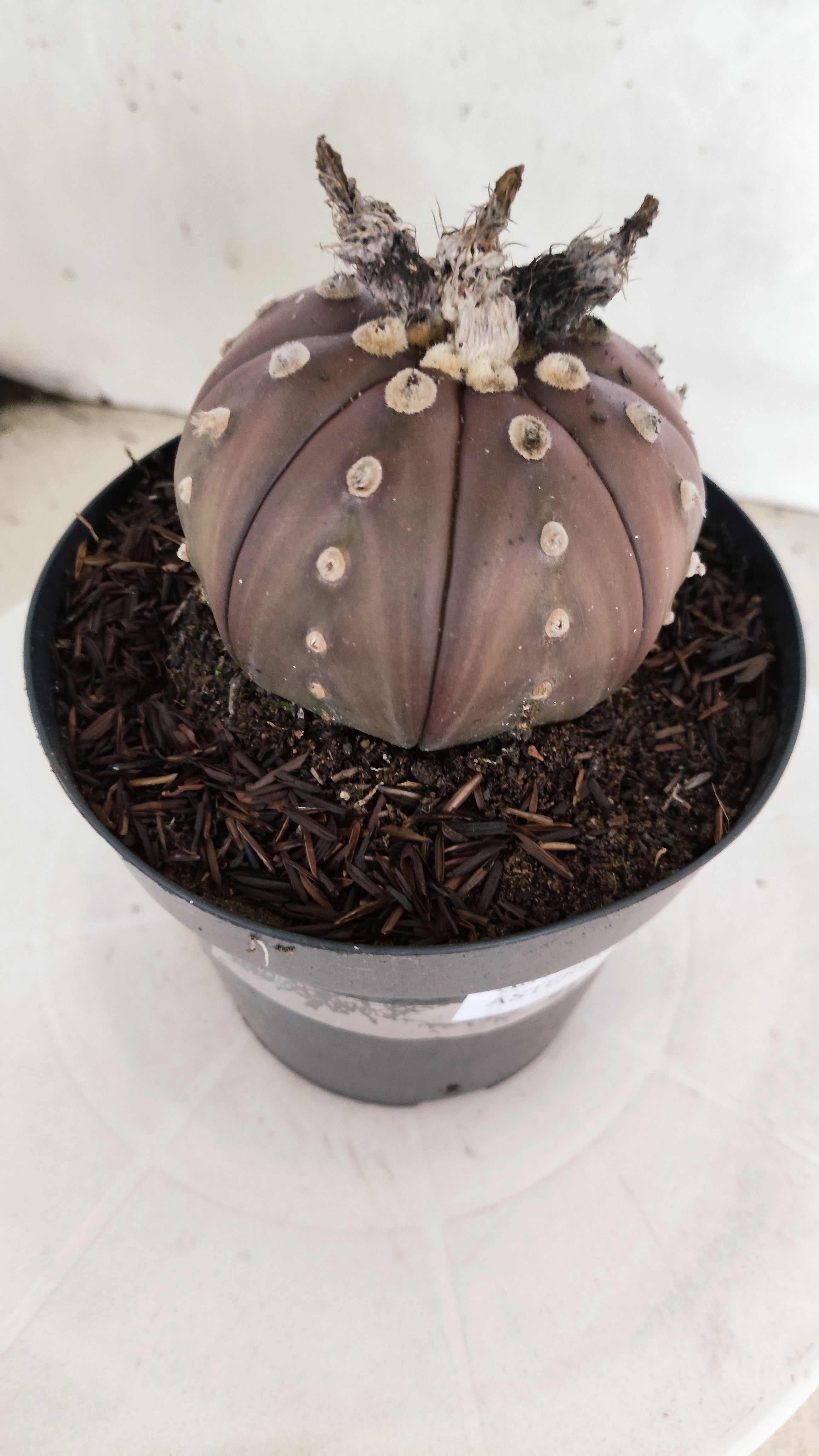 ASTROPHYTUM ASTERIAS “Purple”  Nº 1300 – vaso 15