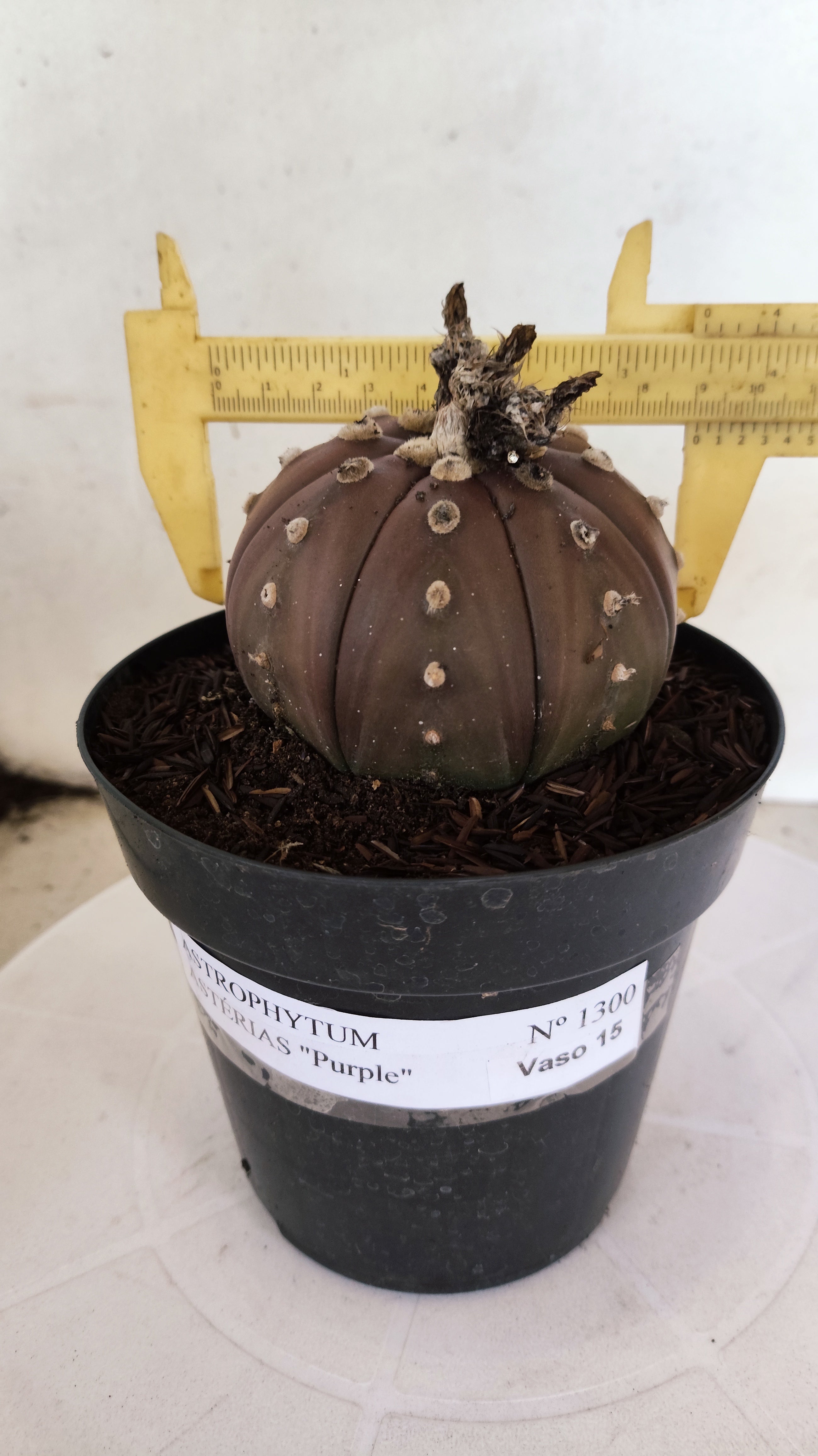 ASTROPHYTUM ASTERIAS “Purple”  Nº 1300 – vaso 15