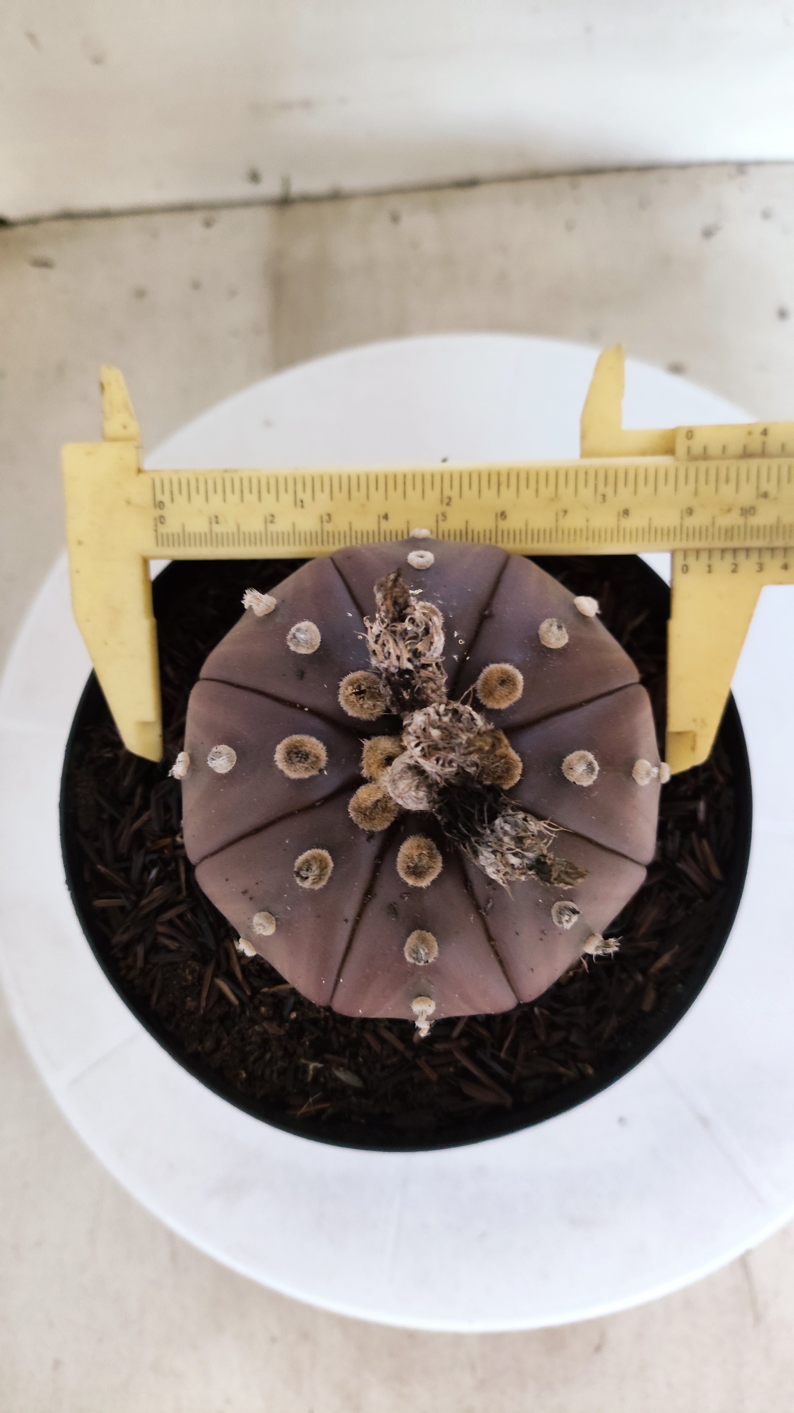 ASTROPHYTUM ASTERIAS “Purple”  Nº 1300 – vaso 15