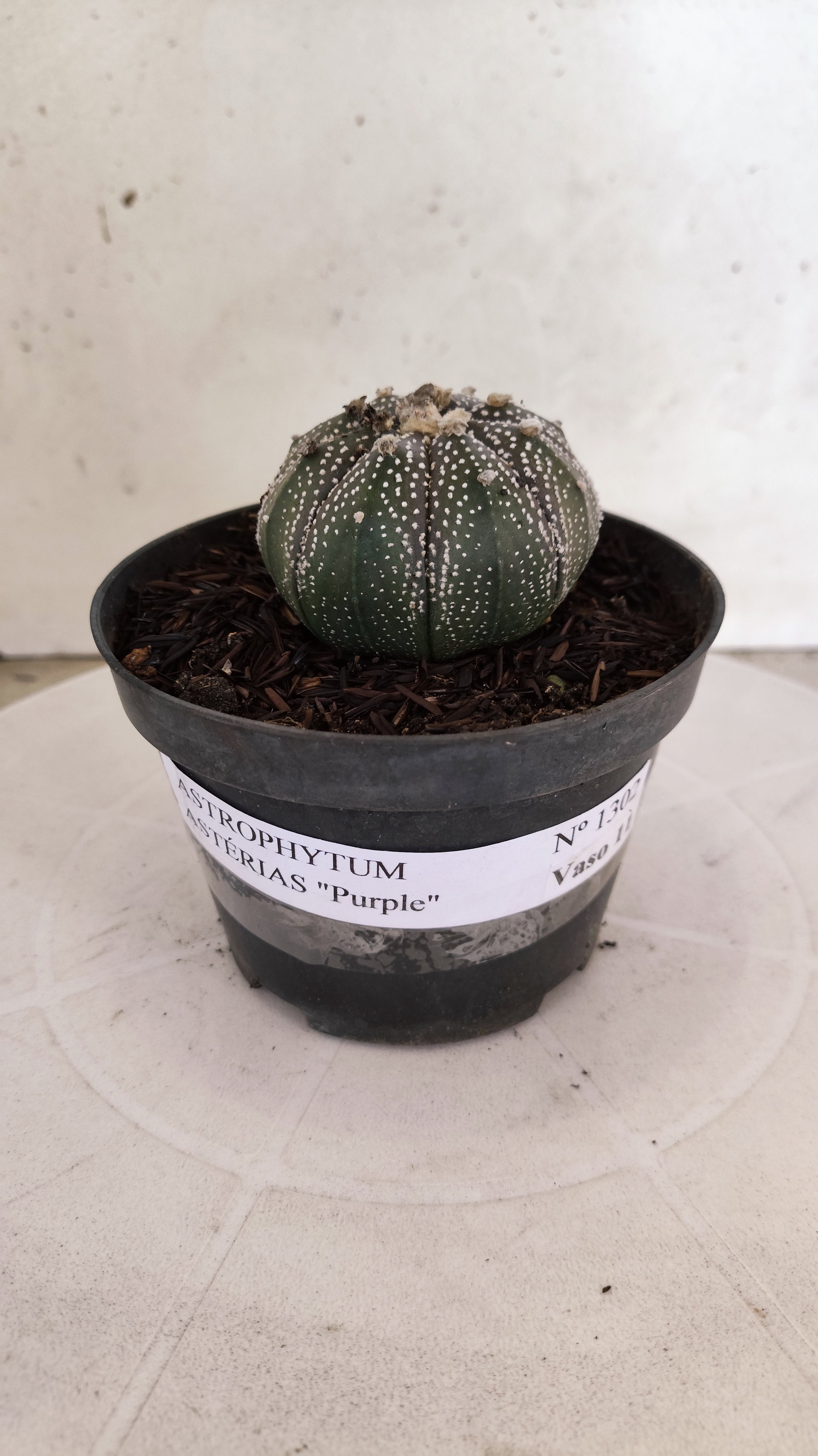 ASTROPHYTUM ASTERIAS “Purple”  Nº 1302 – vaso 11
