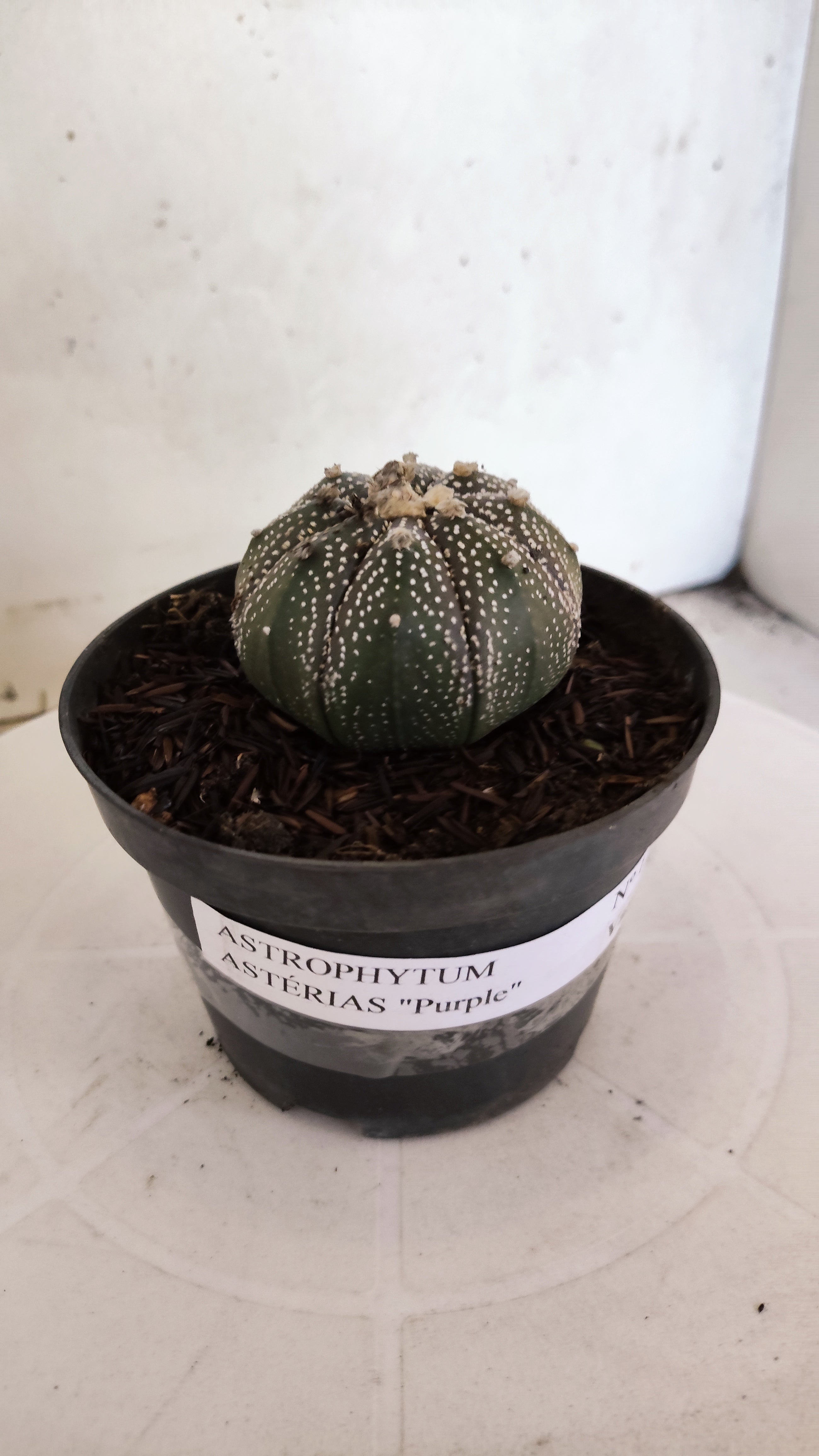 ASTROPHYTUM ASTERIAS “Purple”  Nº 1302 – vaso 11