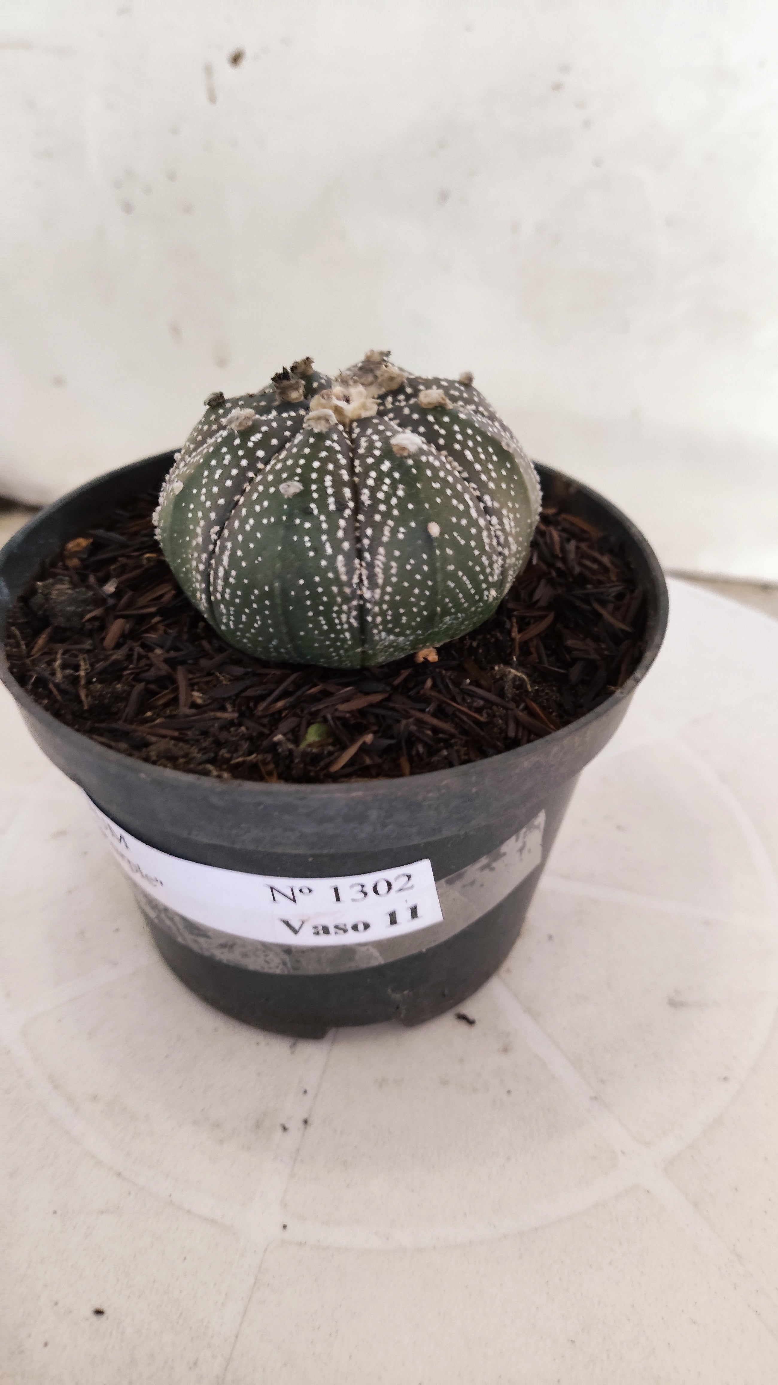 ASTROPHYTUM ASTERIAS “Purple”  Nº 1302 – vaso 11