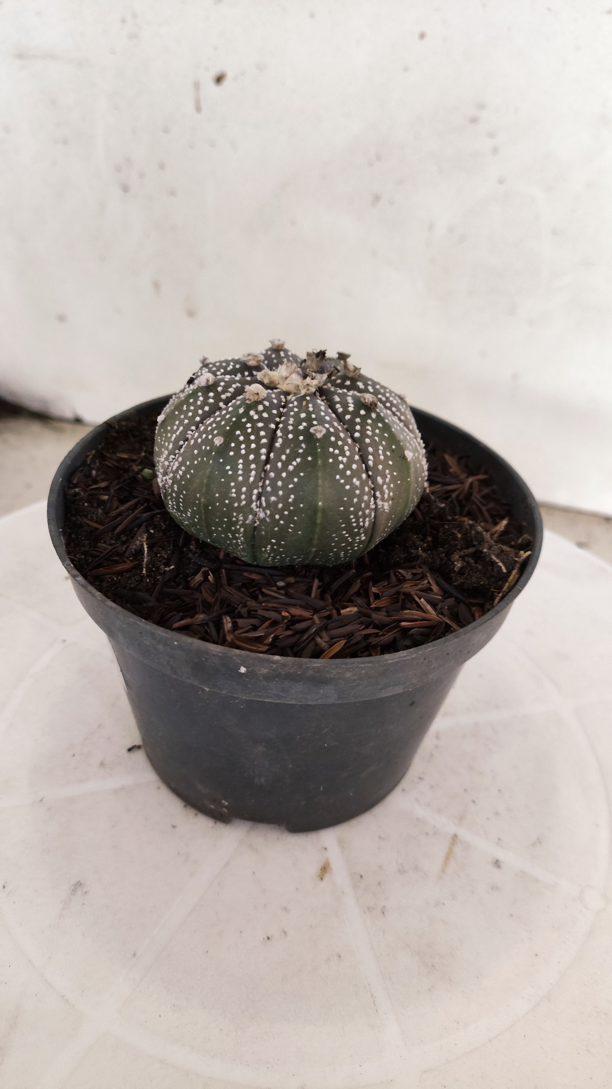 ASTROPHYTUM ASTERIAS “Purple”  Nº 1302 – vaso 11