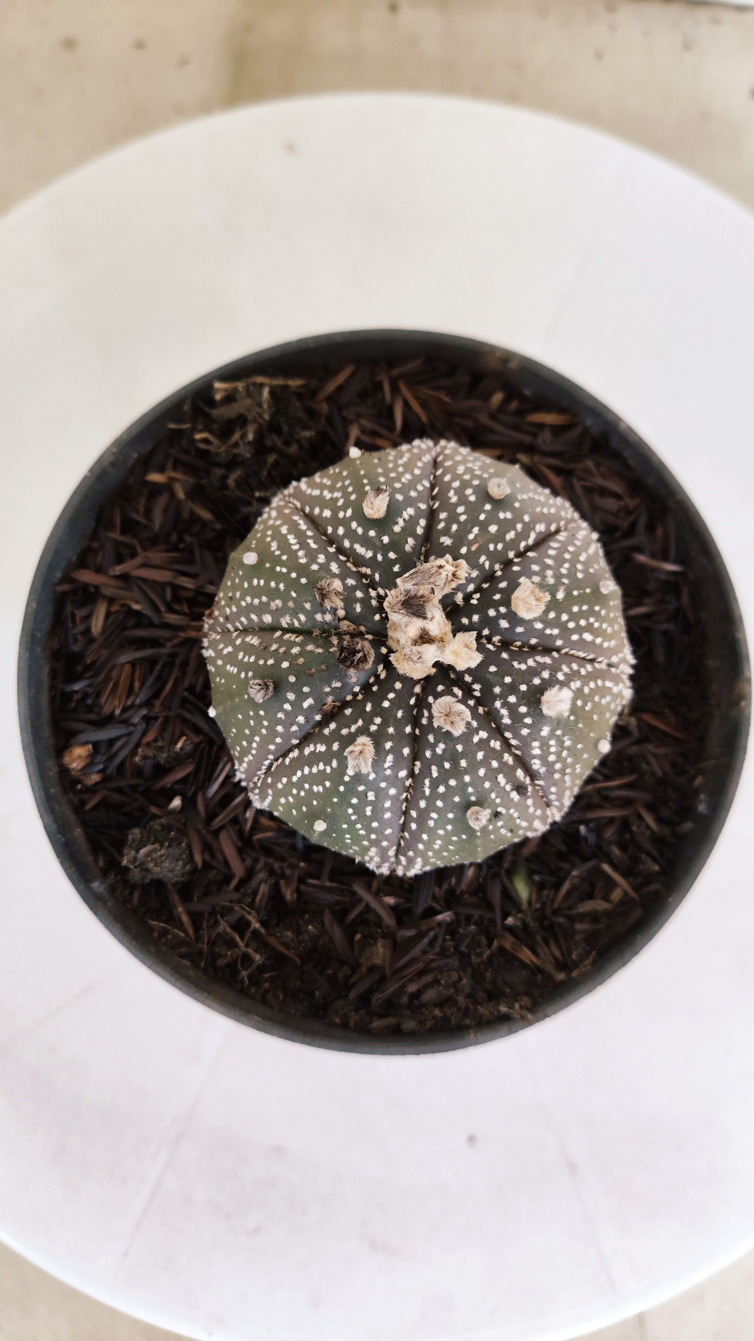 ASTROPHYTUM ASTERIAS “Purple”  Nº 1302 – vaso 11