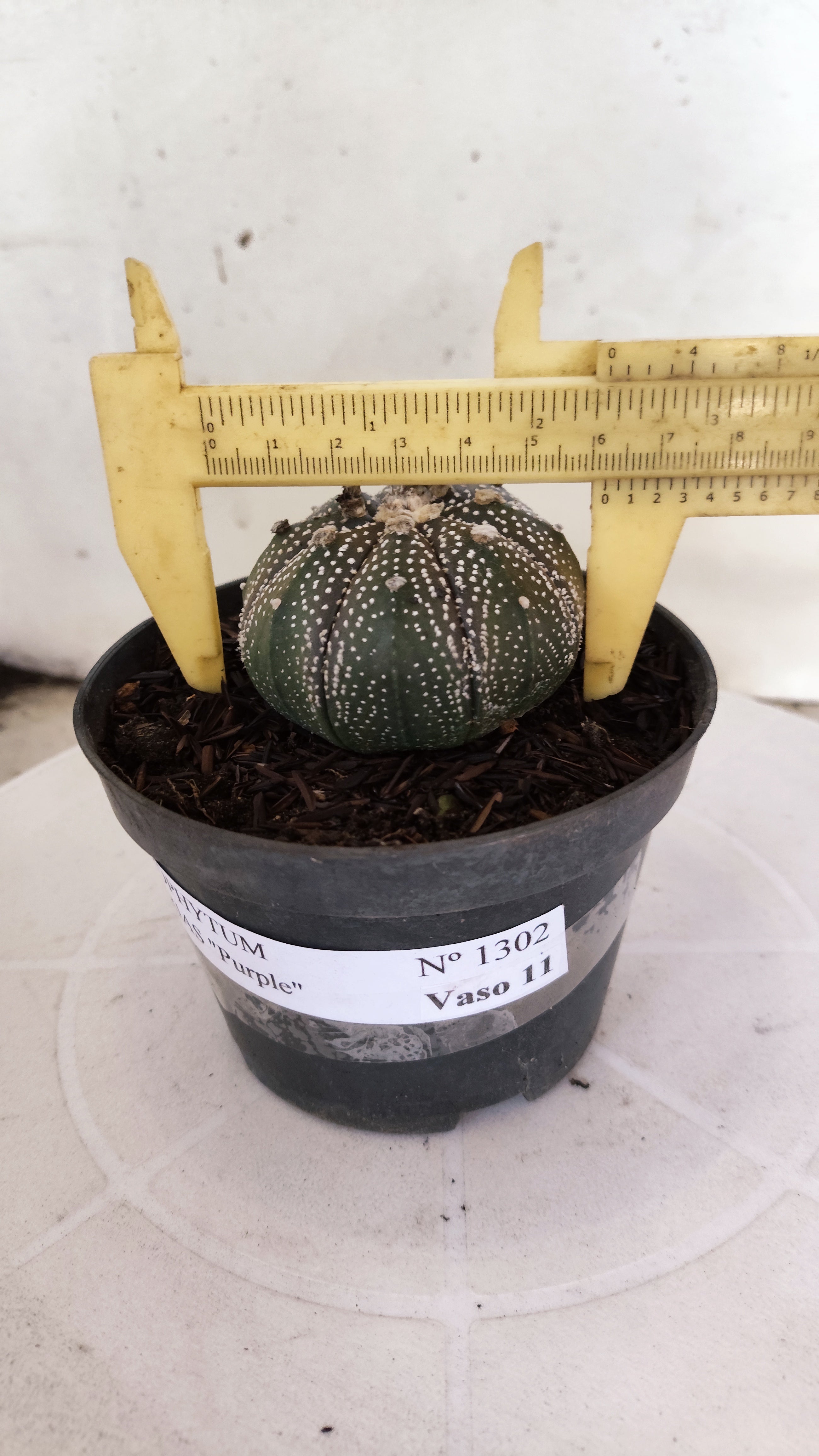 ASTROPHYTUM ASTERIAS “Purple”  Nº 1302 – vaso 11