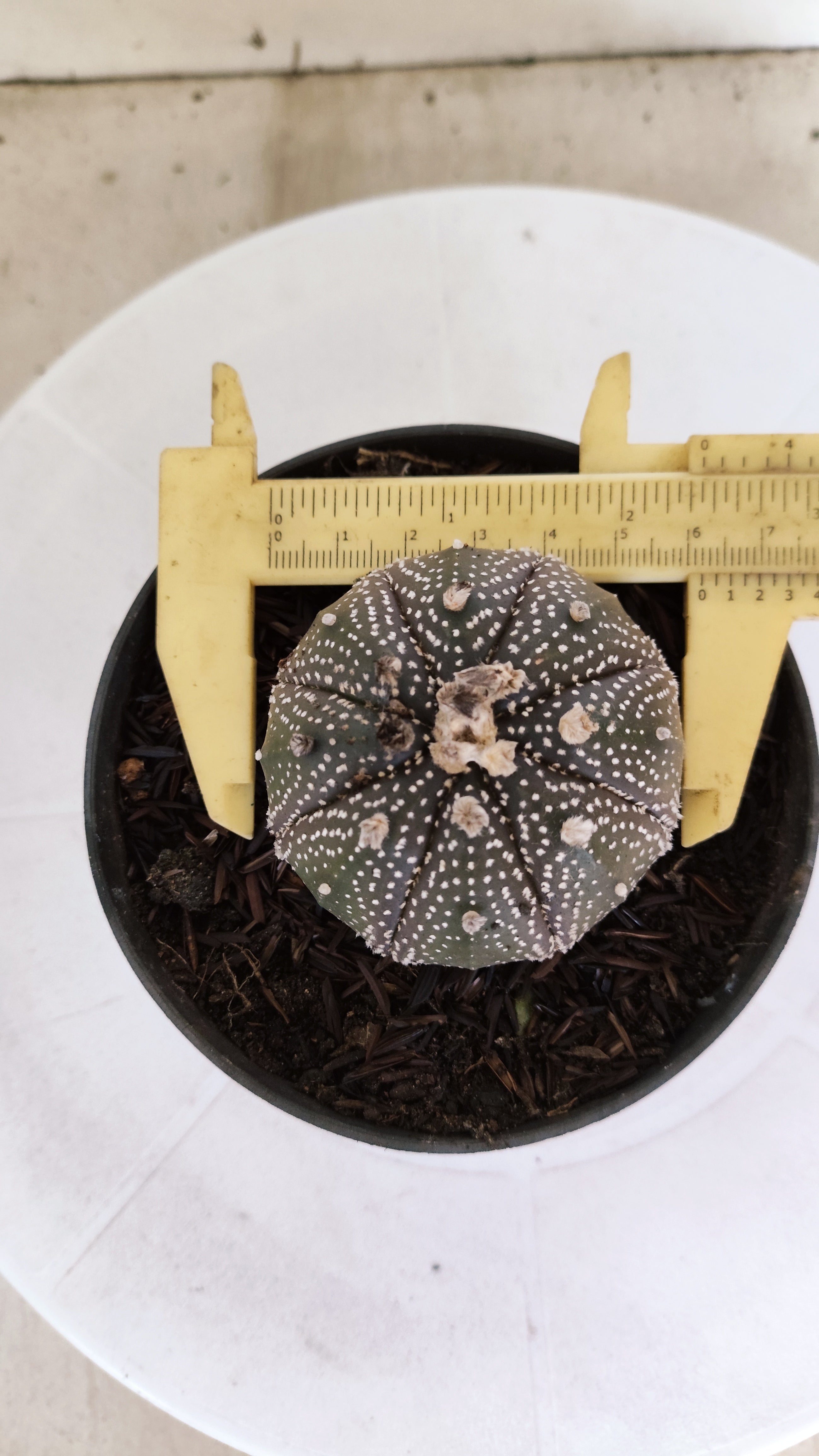 ASTROPHYTUM ASTERIAS “Purple”  Nº 1302 – vaso 11