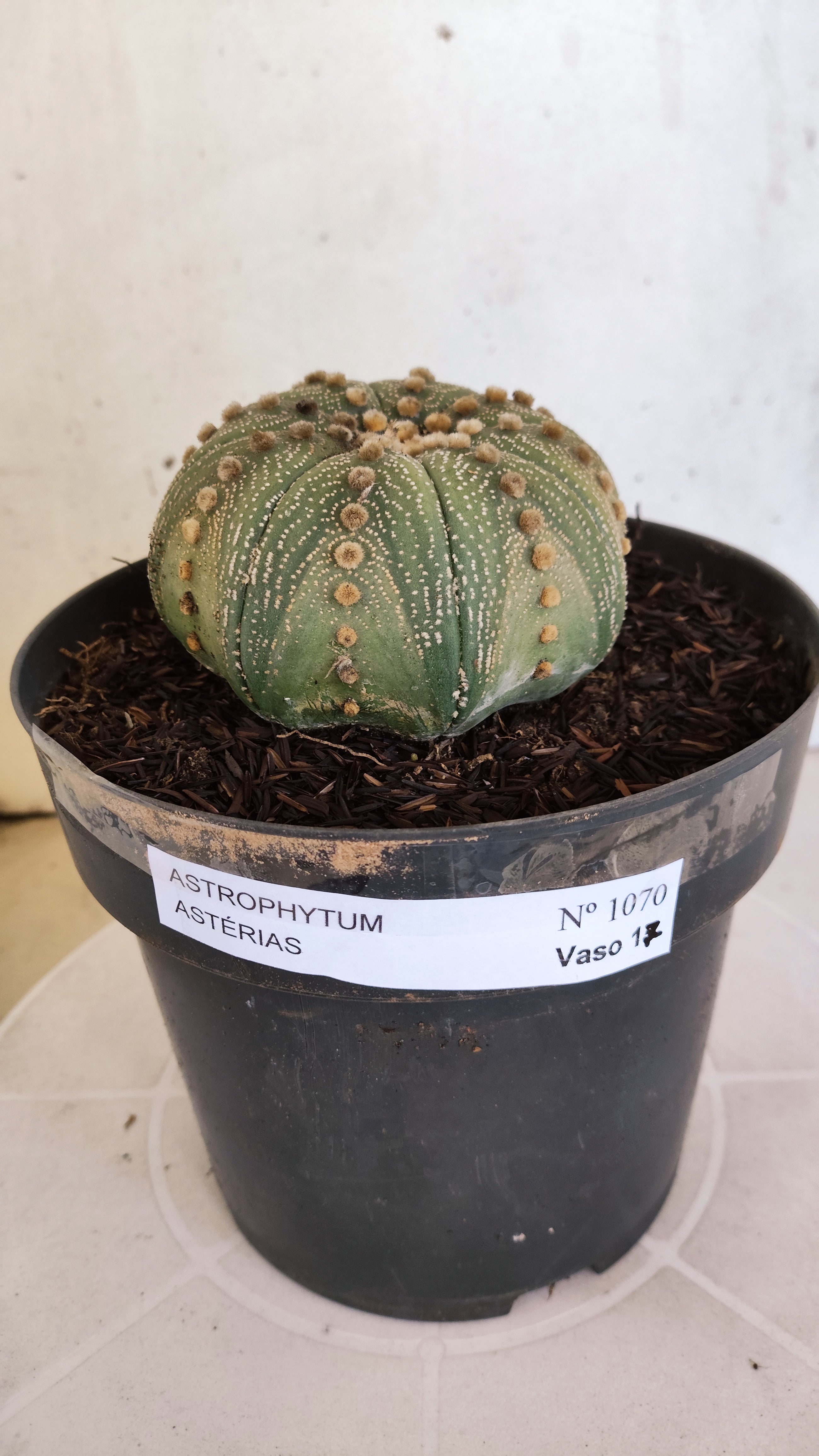 ASTROPHYTUM ASTERIAS STAR SHAPE Nº 1070 – vaso 17
