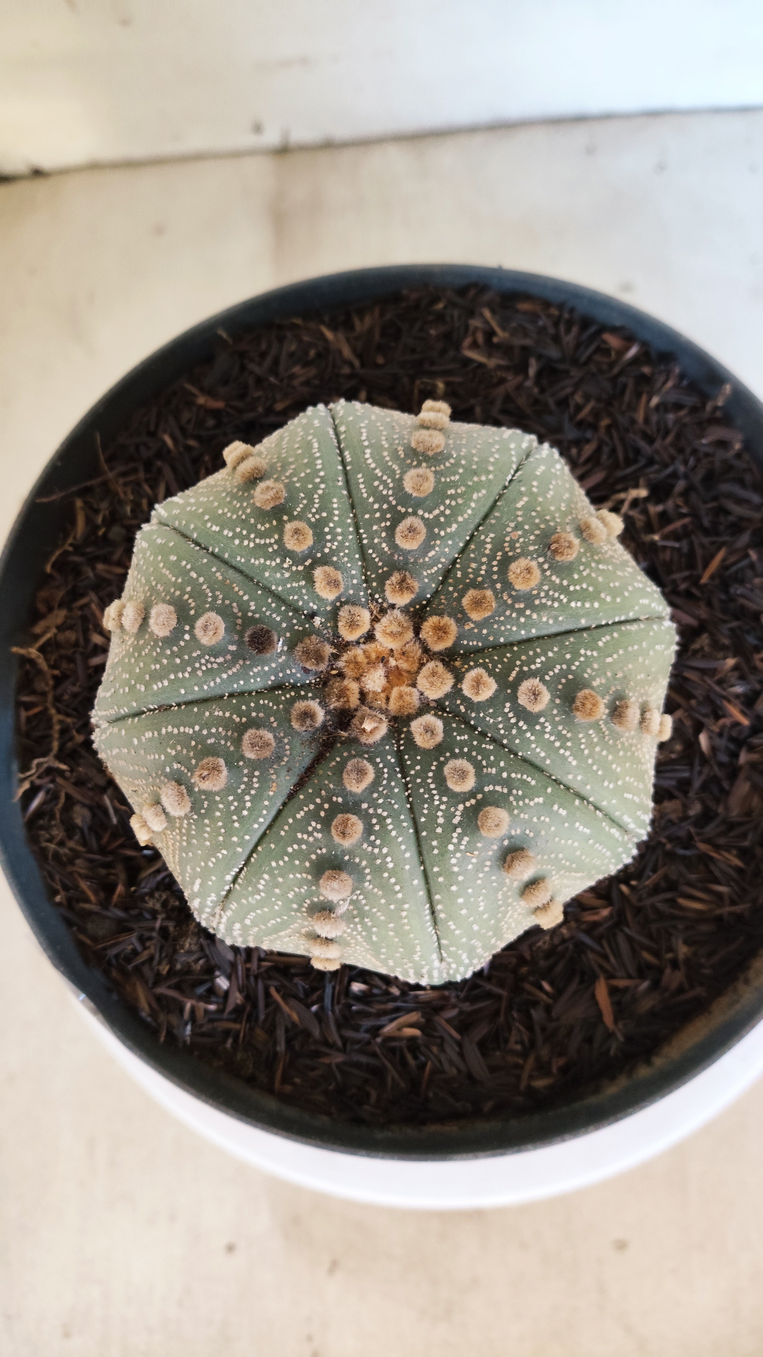 ASTROPHYTUM ASTERIAS STAR SHAPE Nº 1070 – vaso 17