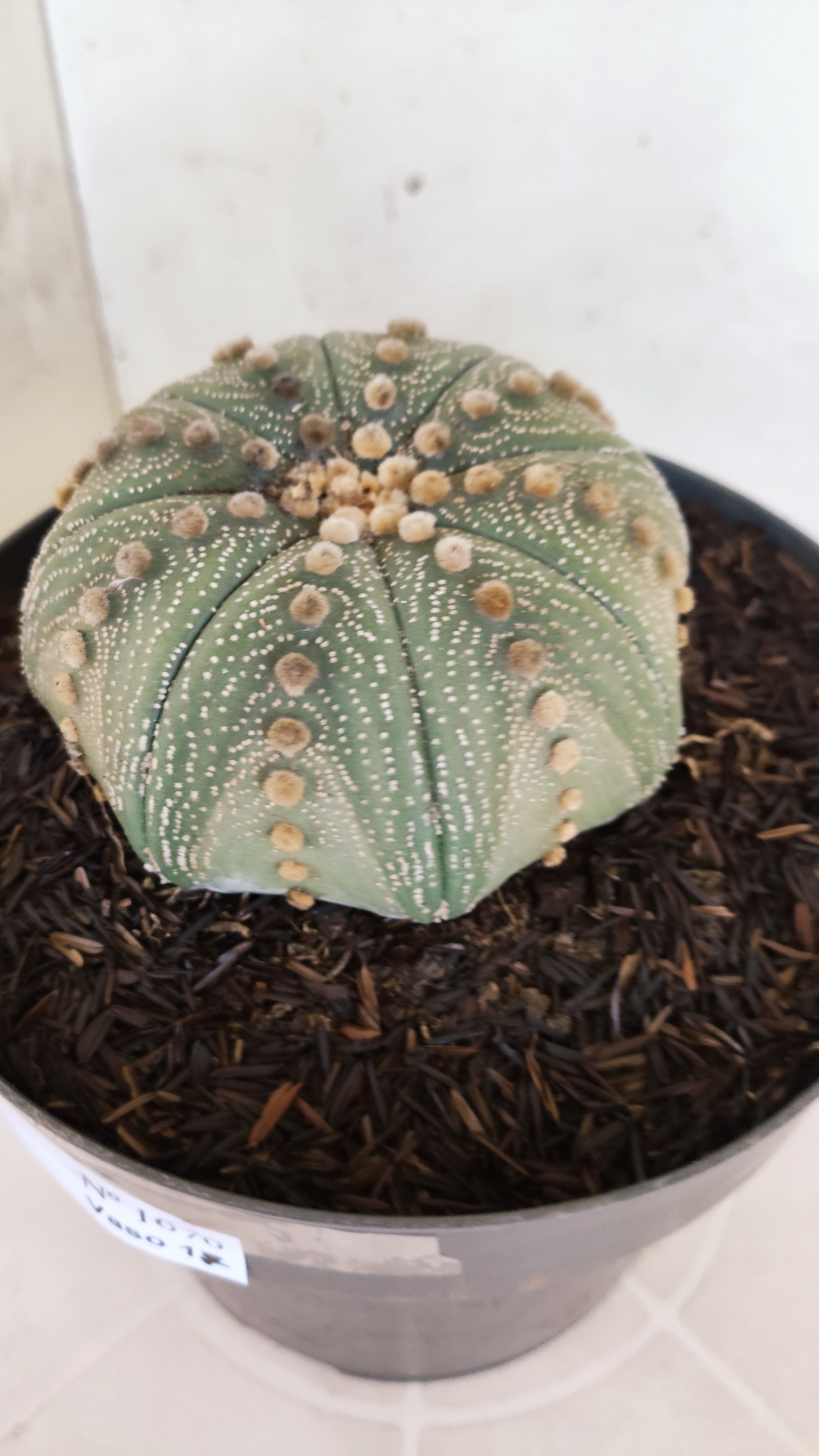 ASTROPHYTUM ASTERIAS STAR SHAPE Nº 1070 – vaso 17
