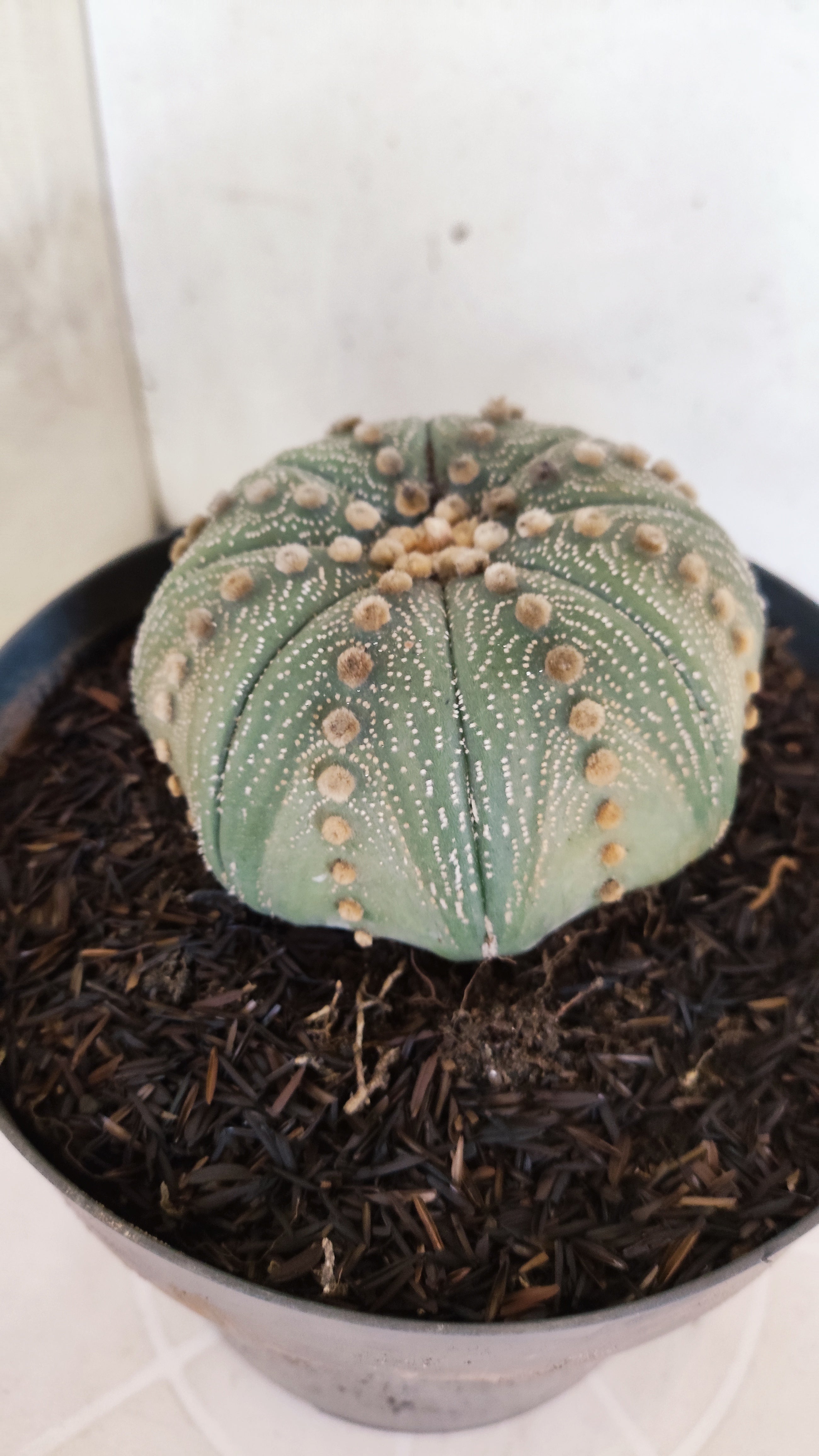 ASTROPHYTUM ASTERIAS STAR SHAPE Nº 1070 – vaso 17