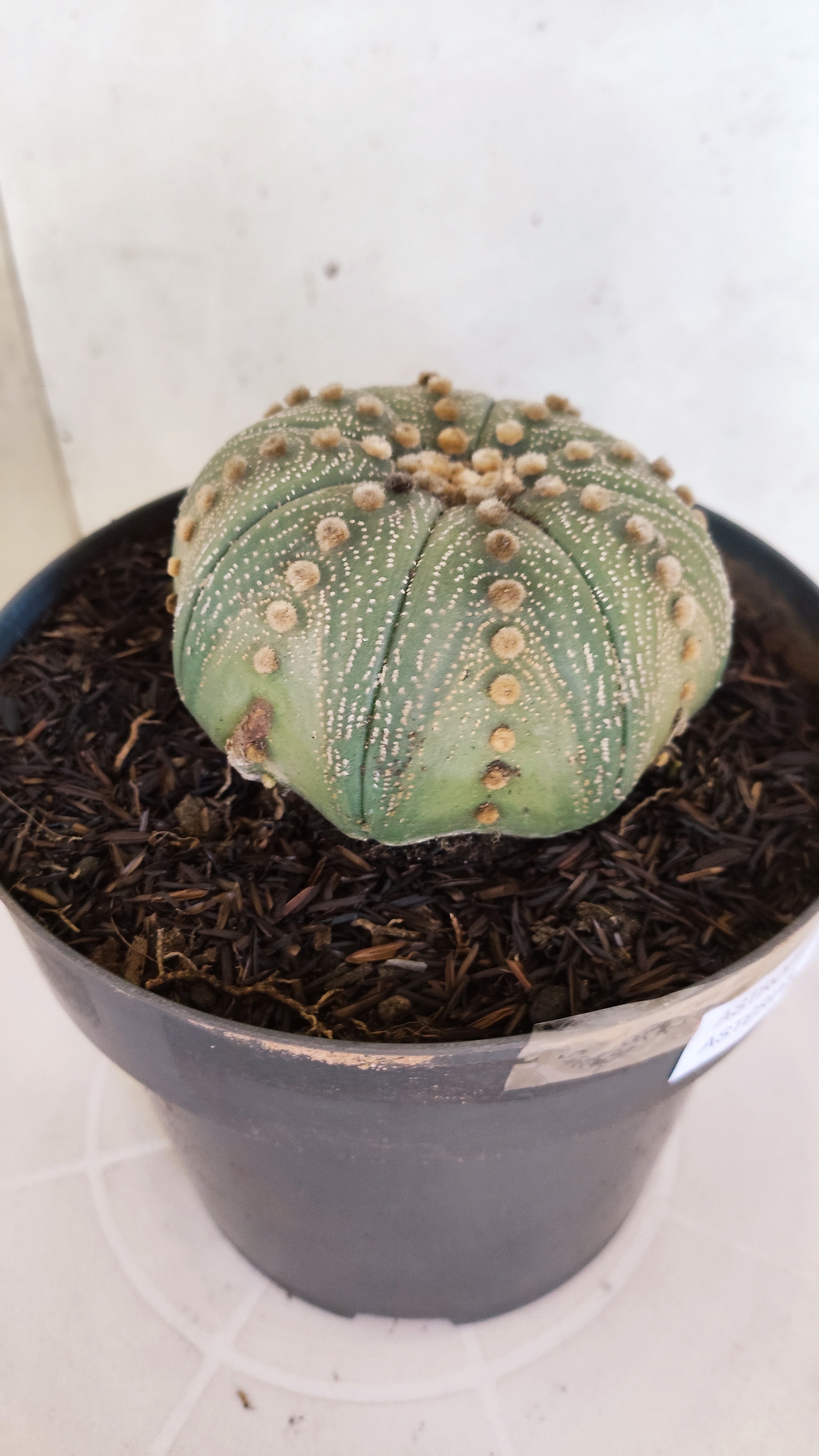 ASTROPHYTUM ASTERIAS STAR SHAPE Nº 1070 – vaso 17
