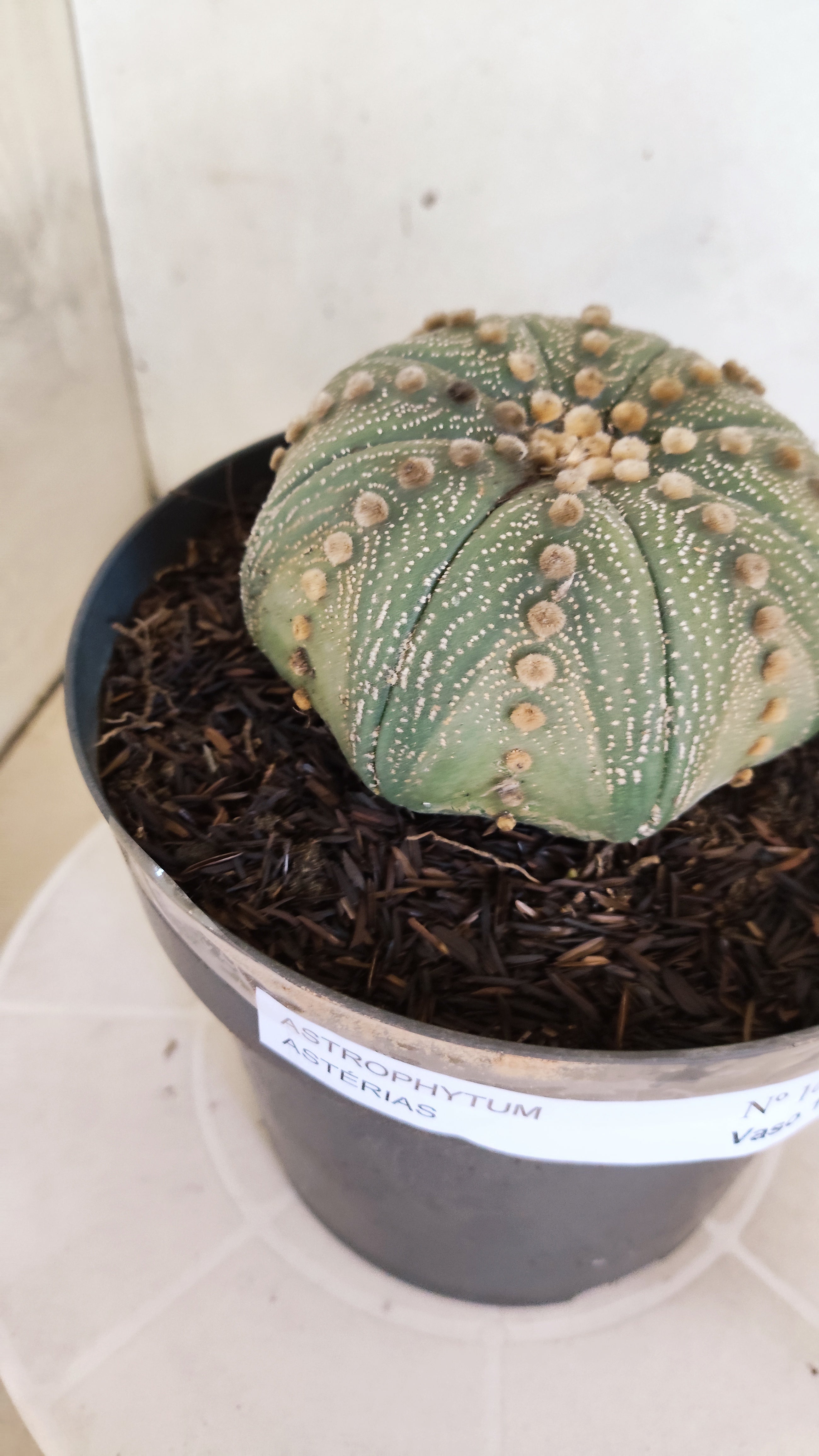 ASTROPHYTUM ASTERIAS STAR SHAPE Nº 1070 – vaso 17