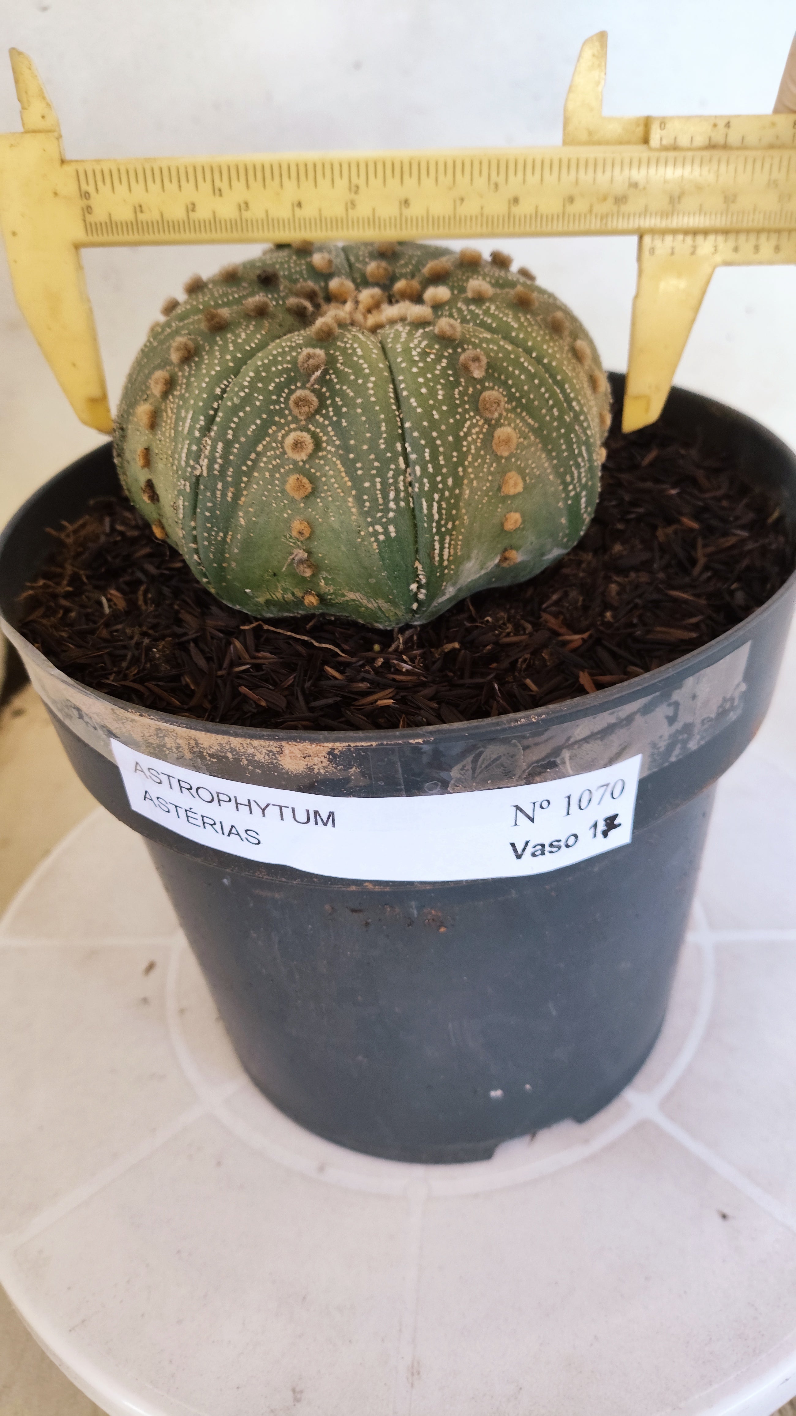 ASTROPHYTUM ASTERIAS STAR SHAPE Nº 1070 – vaso 17