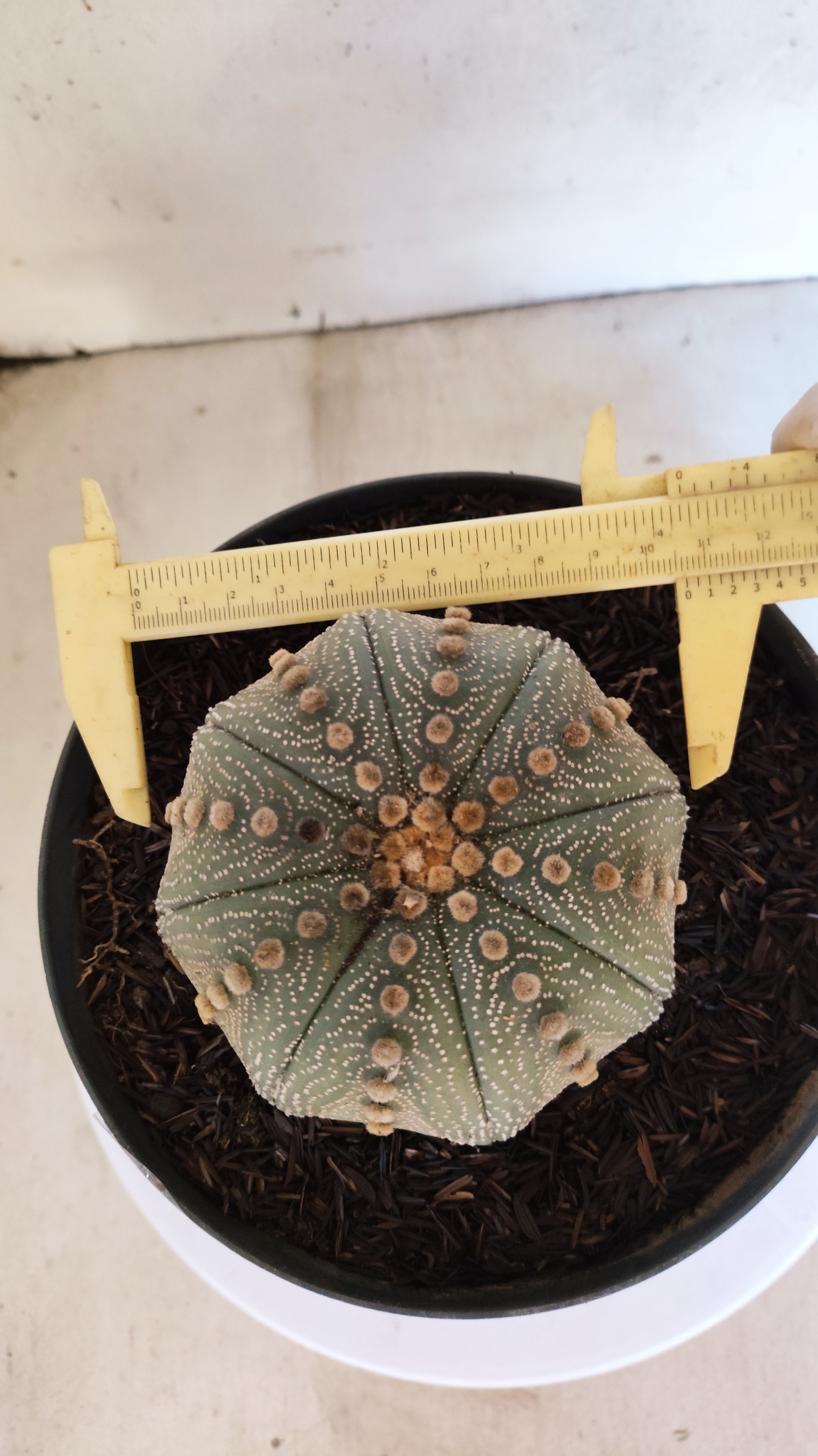 ASTROPHYTUM ASTERIAS STAR SHAPE Nº 1070 – vaso 17