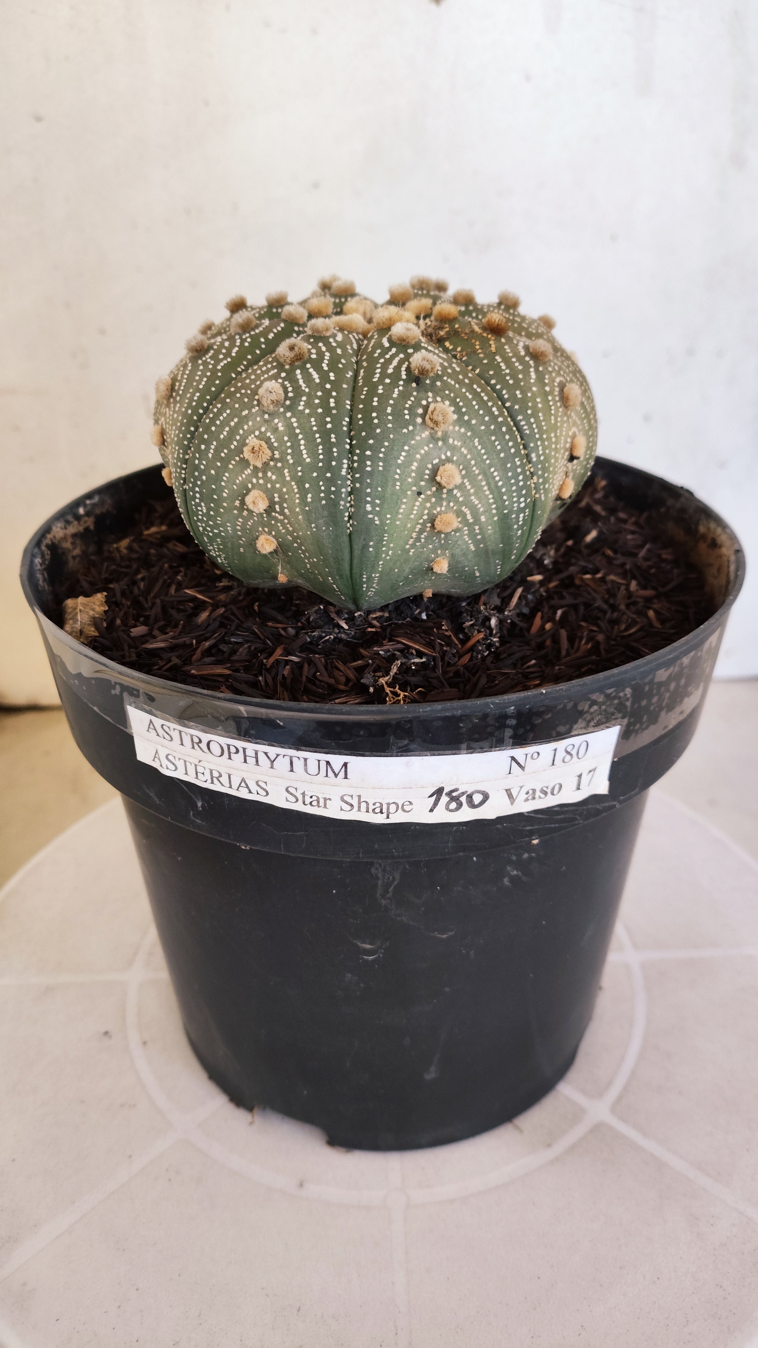 ASTROPHYTUM ASTERIAS STAR SHAPE Nº 180 – vaso 17