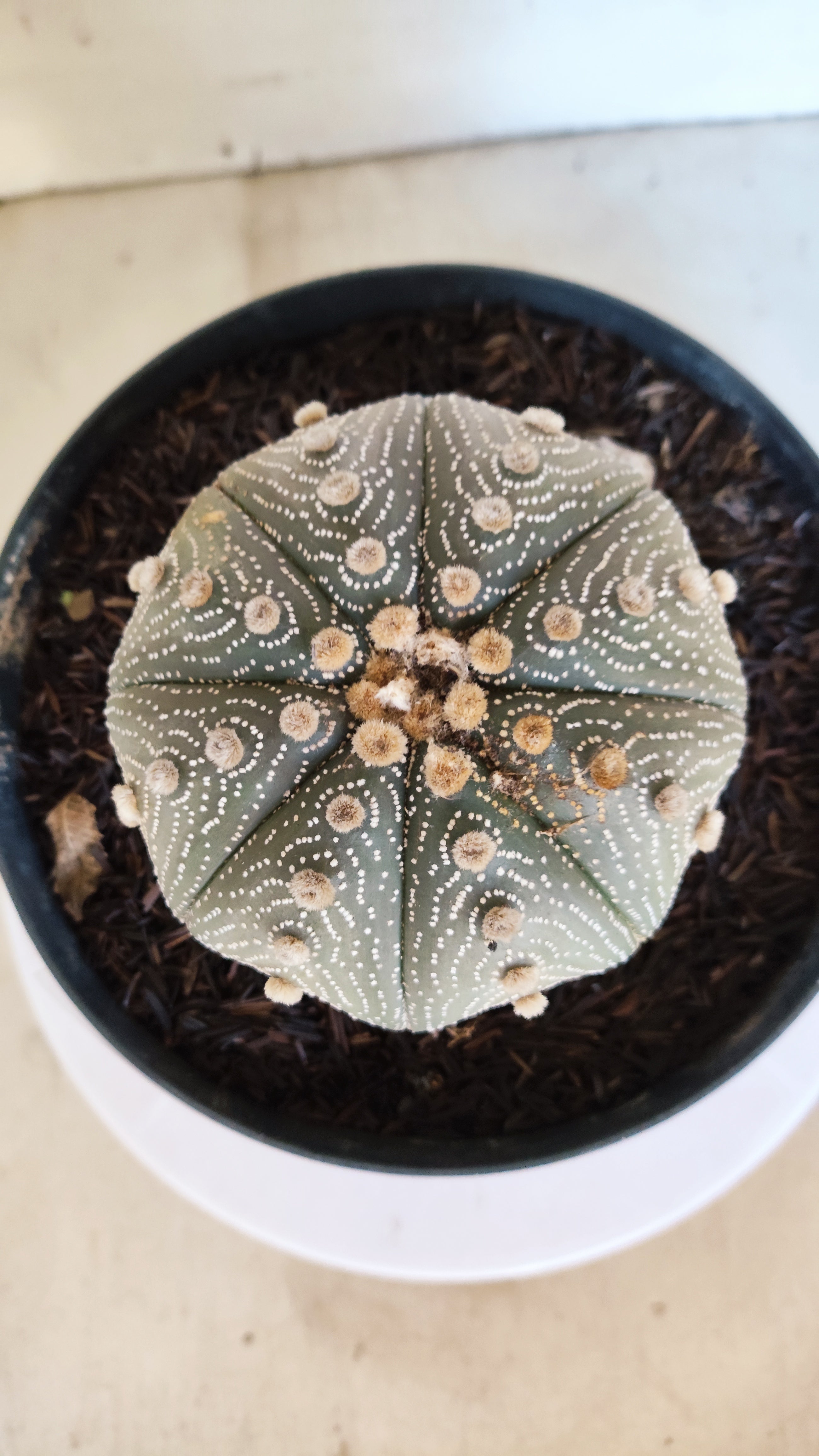 ASTROPHYTUM ASTERIAS STAR SHAPE Nº 180 – vaso 17