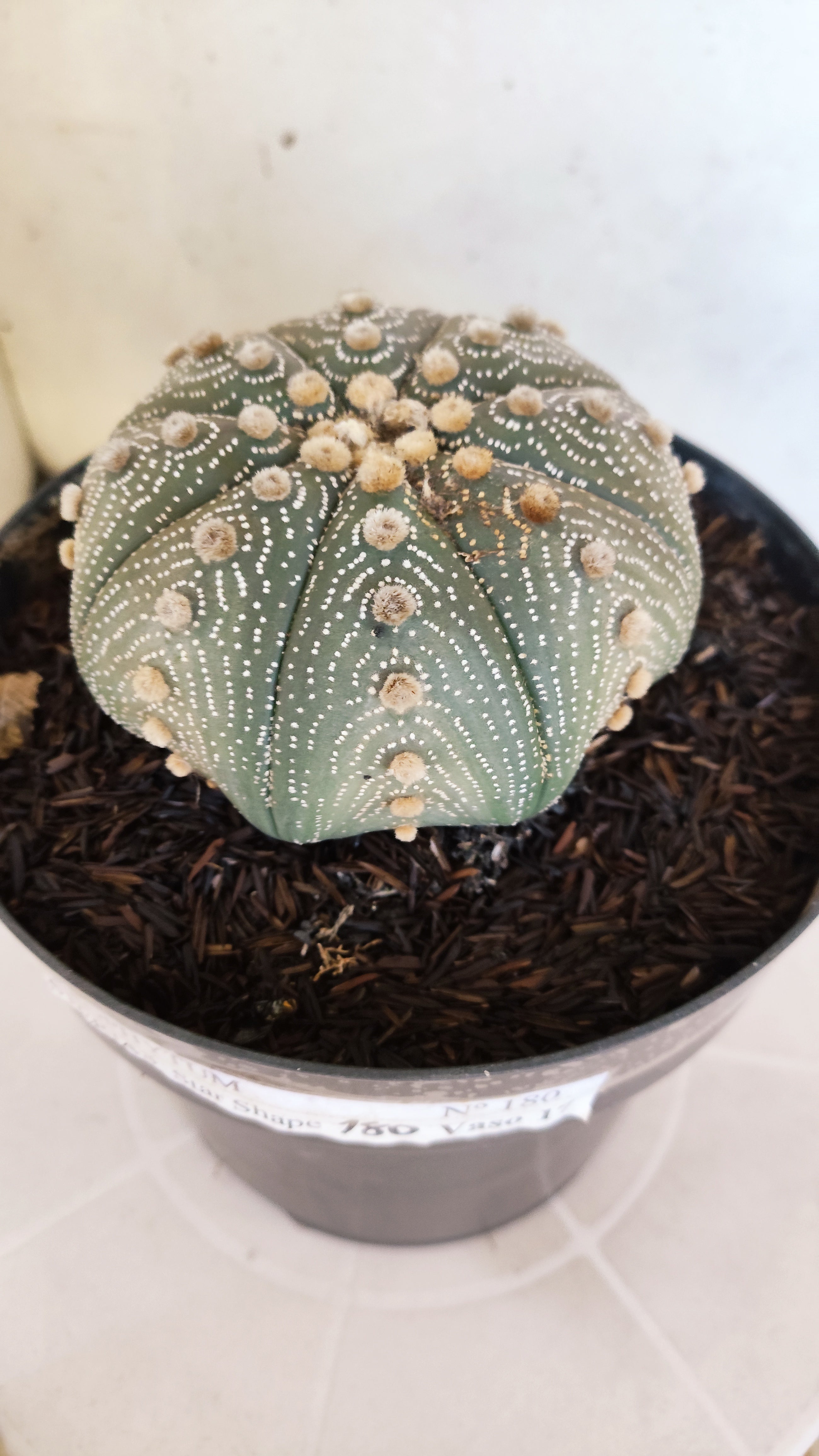 ASTROPHYTUM ASTERIAS STAR SHAPE Nº 180 – vaso 17