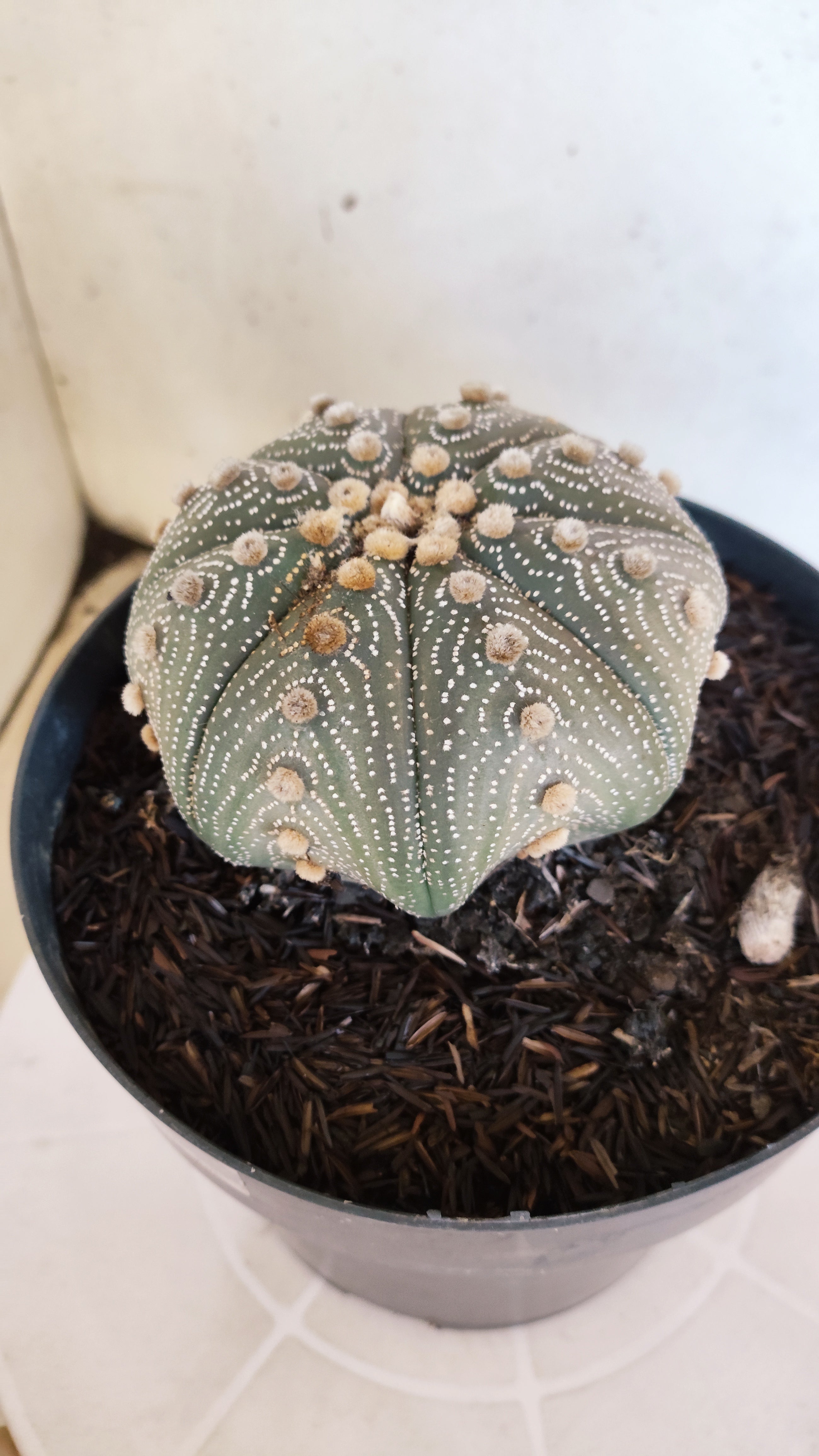 ASTROPHYTUM ASTERIAS STAR SHAPE Nº 180 – vaso 17