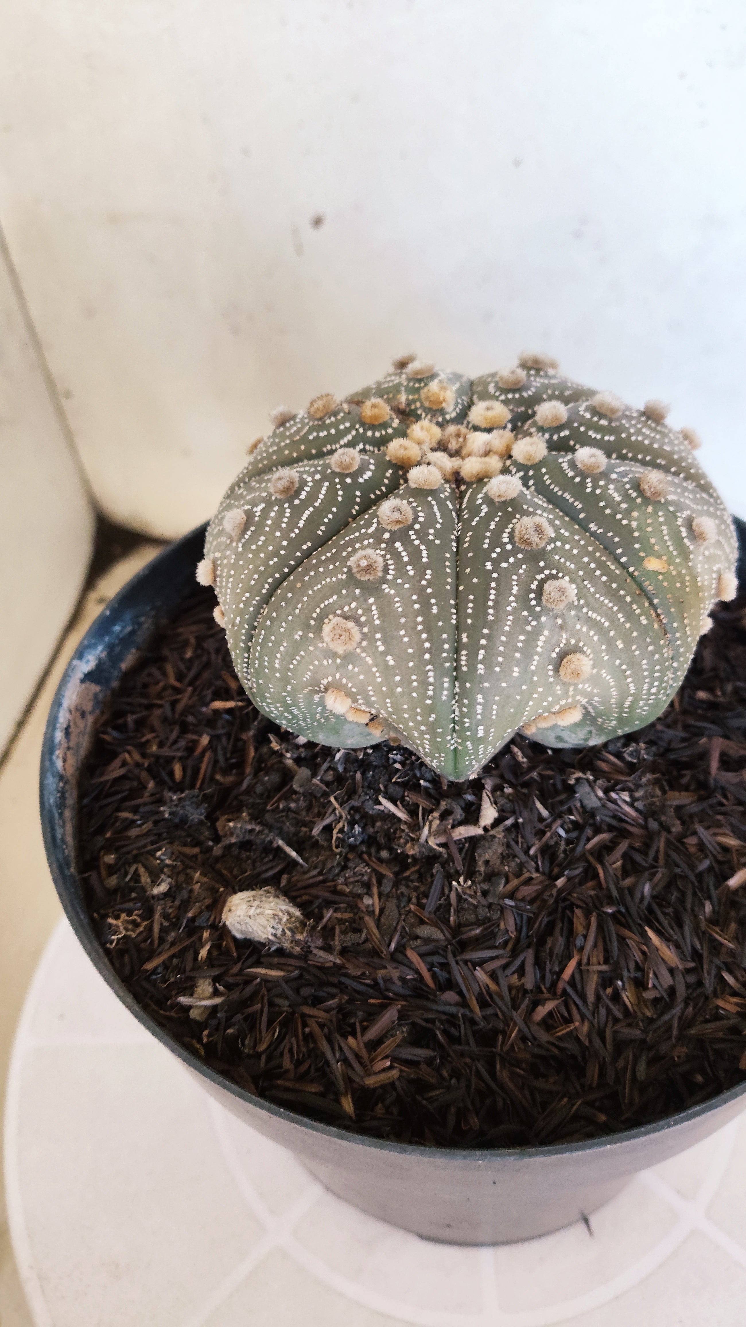 ASTROPHYTUM ASTERIAS STAR SHAPE Nº 180 – vaso 17