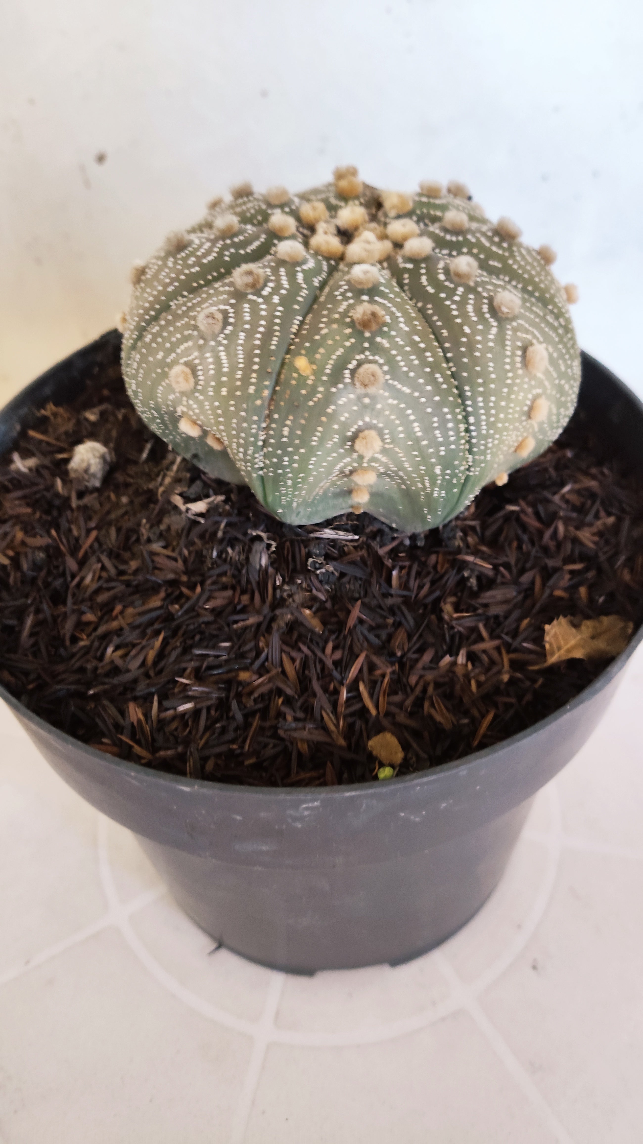 ASTROPHYTUM ASTERIAS STAR SHAPE Nº 180 – vaso 17