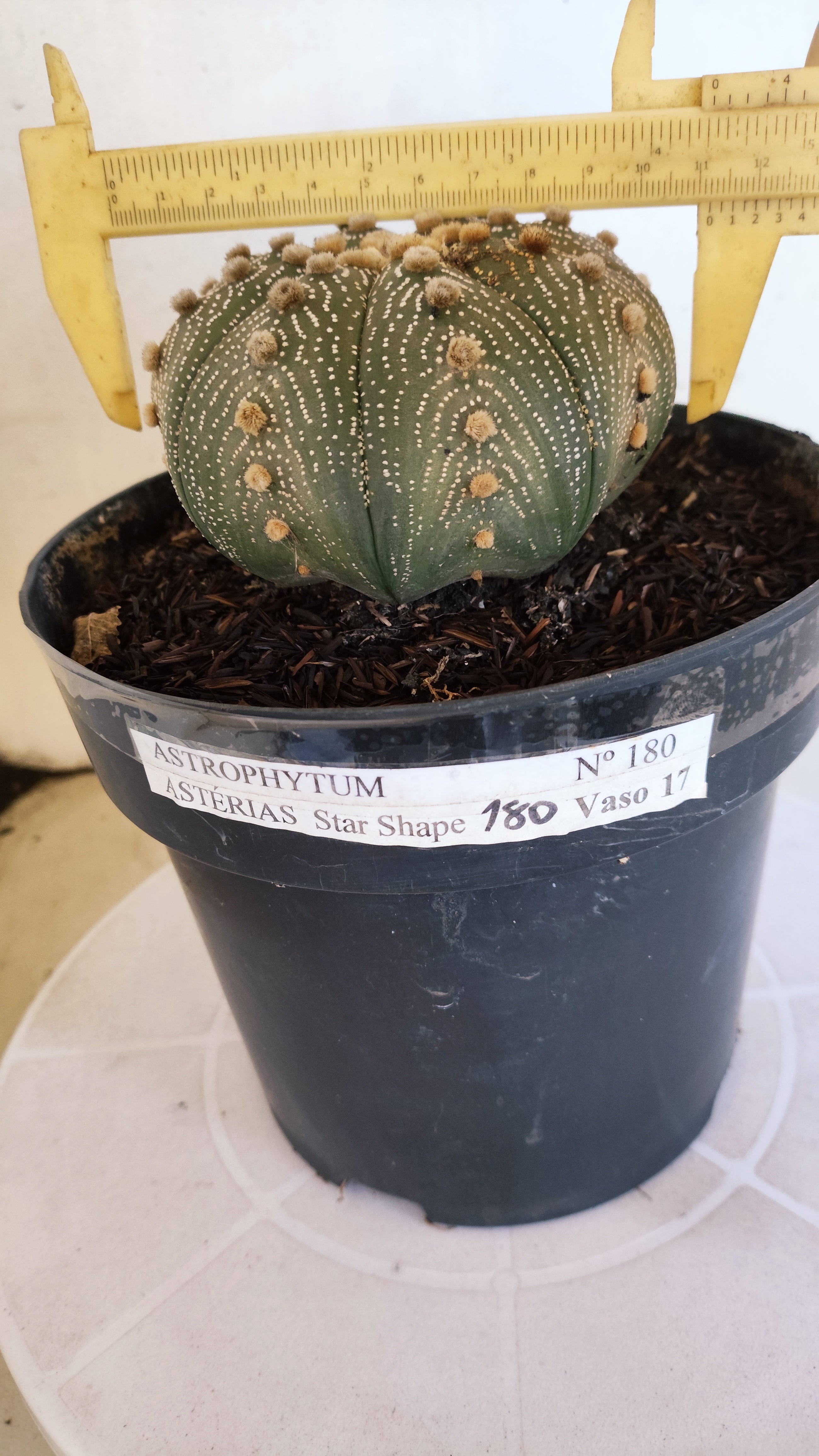ASTROPHYTUM ASTERIAS STAR SHAPE Nº 180 – vaso 17