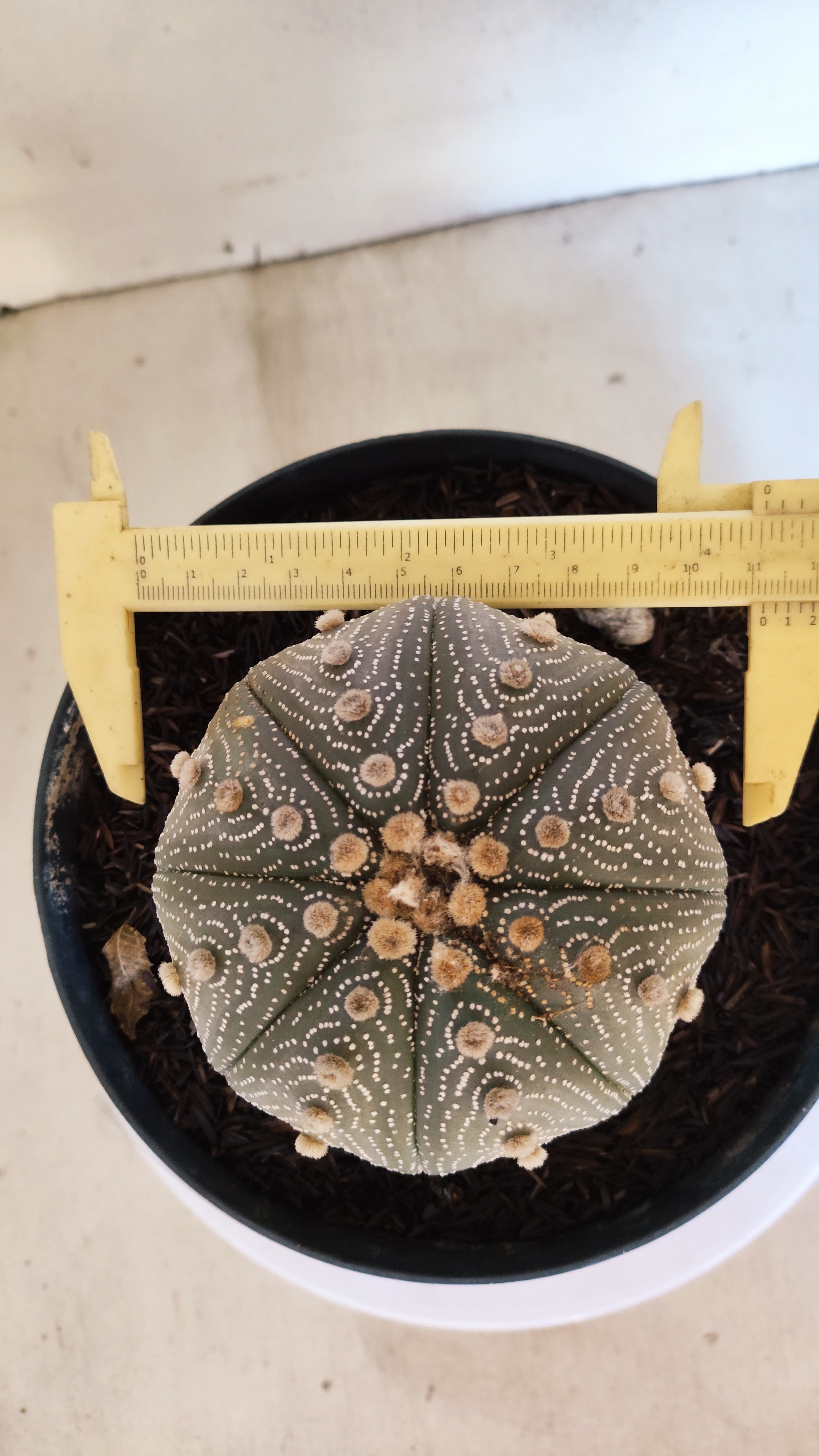 ASTROPHYTUM ASTERIAS STAR SHAPE Nº 180 – vaso 17