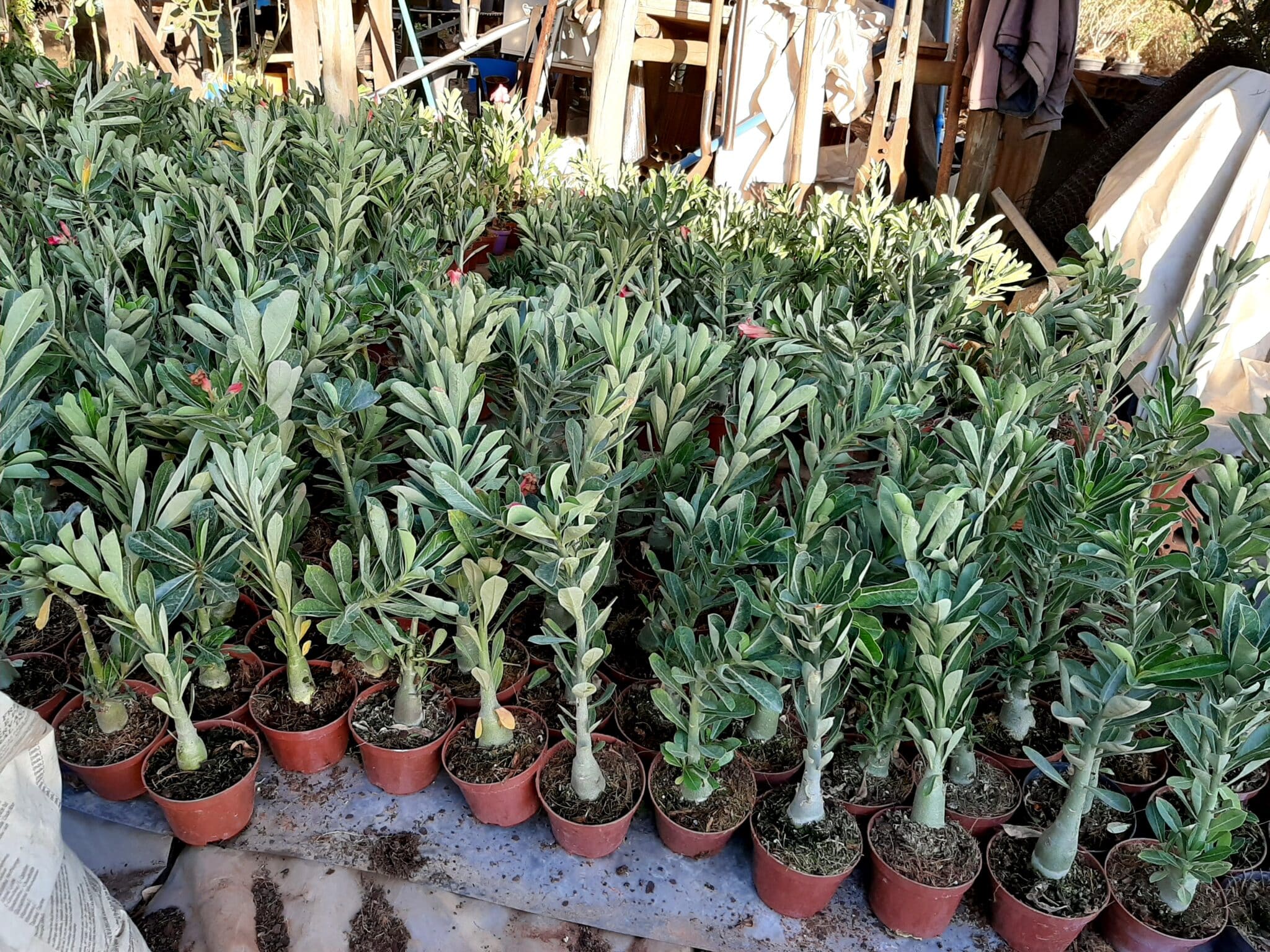 KIT 10 Plantas Cavalo / Porta-Enxerto - foto 2