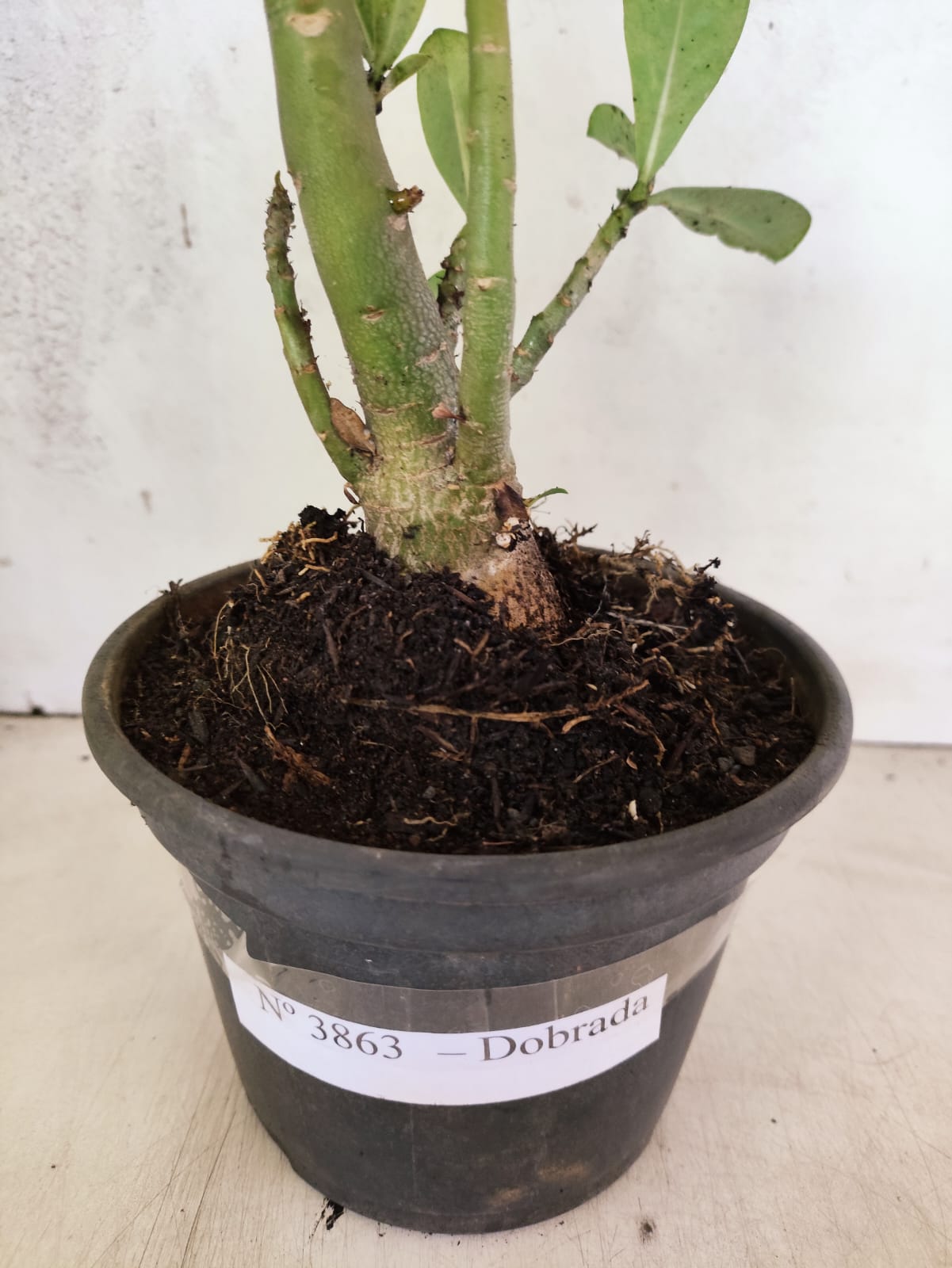 Planta Dobrada 3863 – 30cm – 02 anos