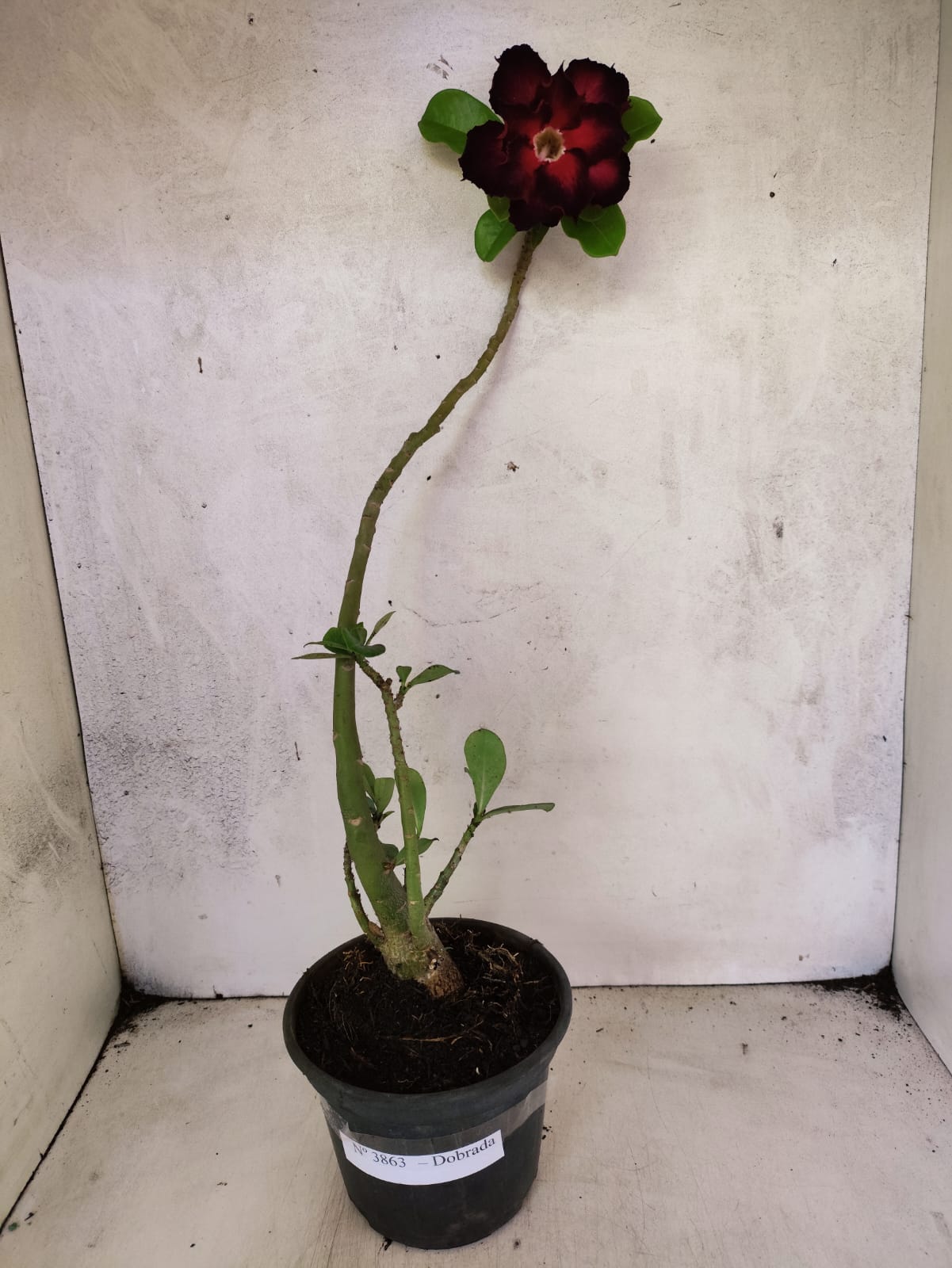 Planta Dobrada 3863 – 30cm – 02 anos