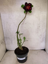 Planta Dobrada 3863 – 30cm – 02 anos