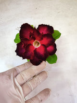 Planta Dobrada 3863 – 30cm – 02 anos