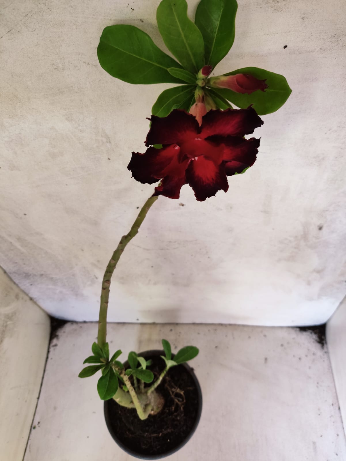 Planta Dobrada 3863 – 30cm – 02 anos
