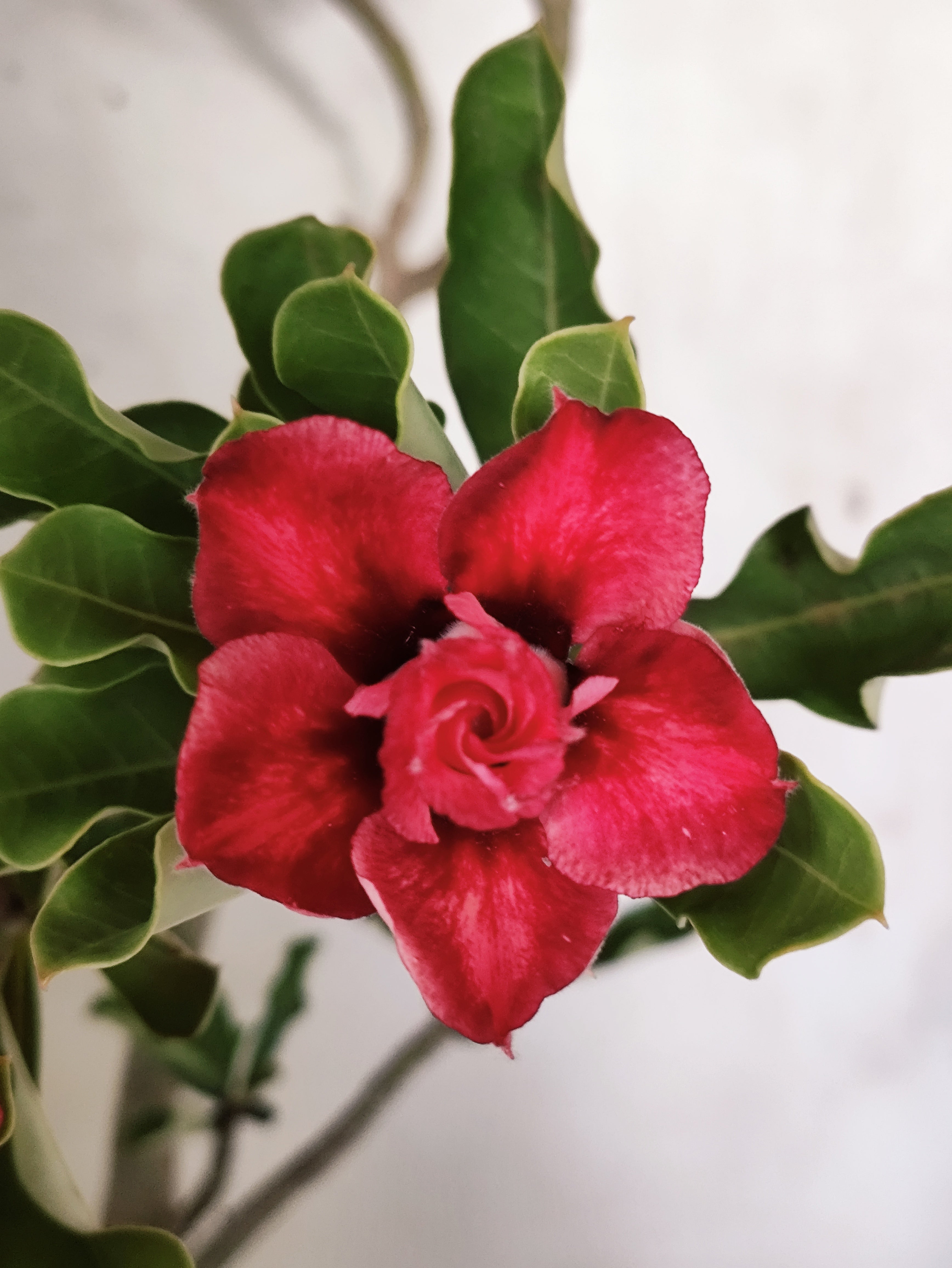 Planta Dobrada 3873 – 35cm – 03 anos