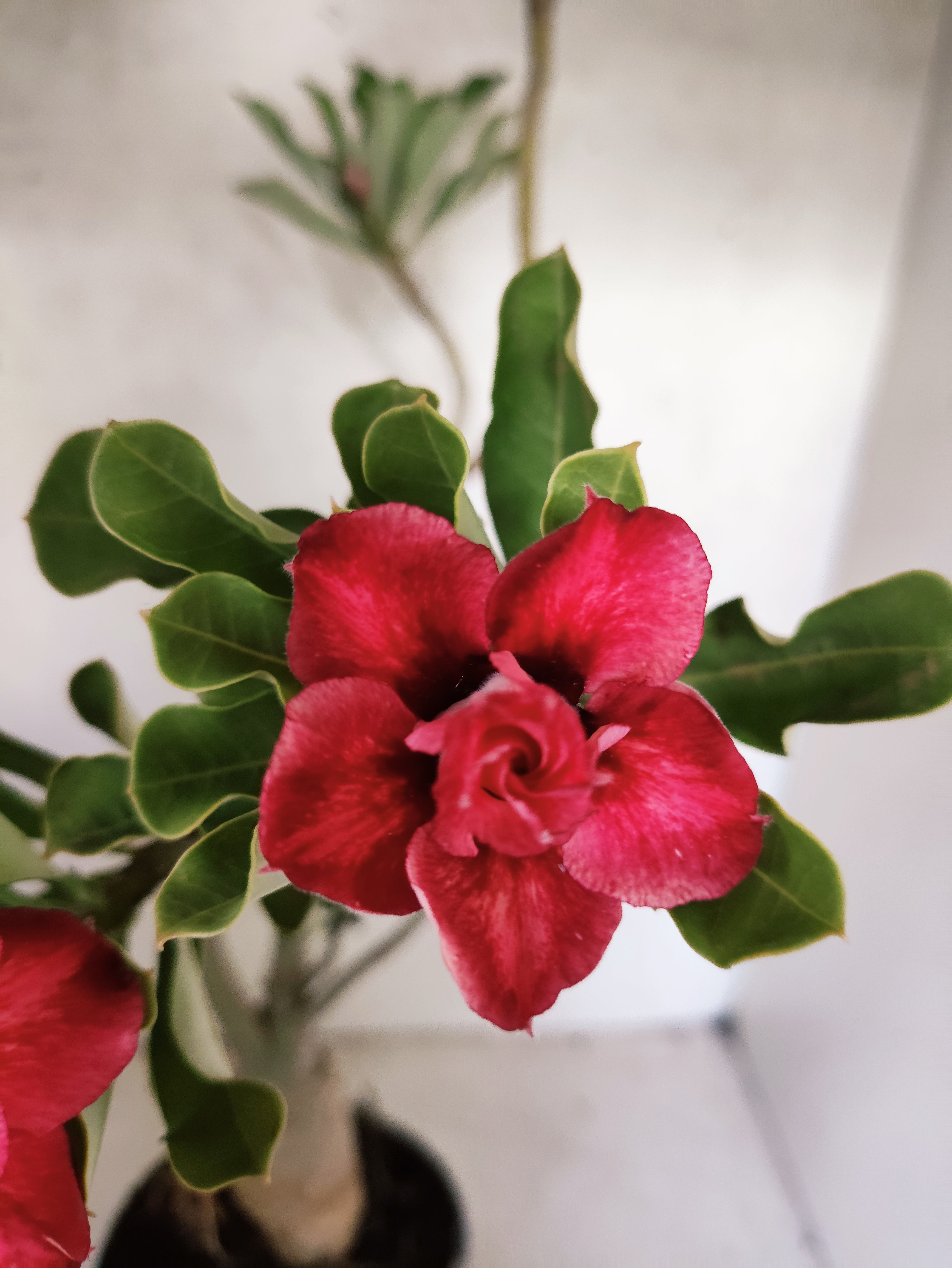 Planta Dobrada 3873 – 35cm – 03 anos